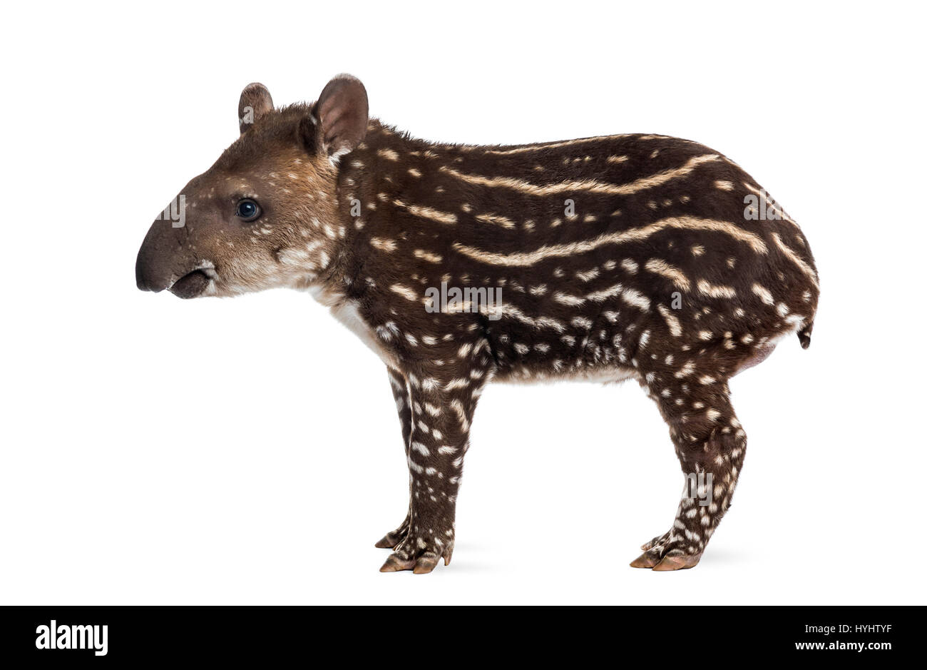 Vue latérale d'un jeune tapir d'Amérique du Sud, isolé sur blanc, 41 jours Banque D'Images