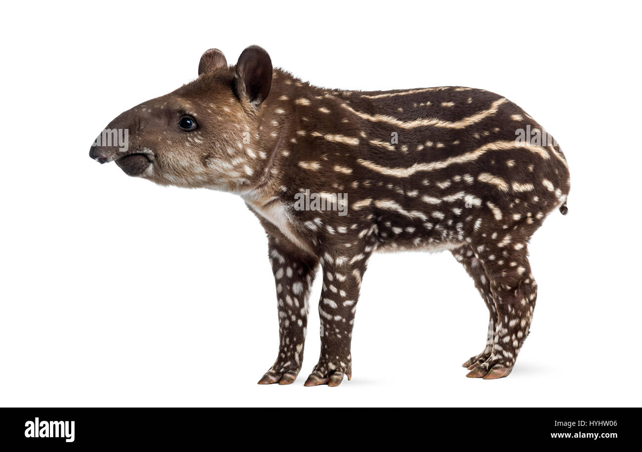Vue latérale d'un jeune tapir d'Amérique du Sud, isolé sur blanc, 41 jours Banque D'Images