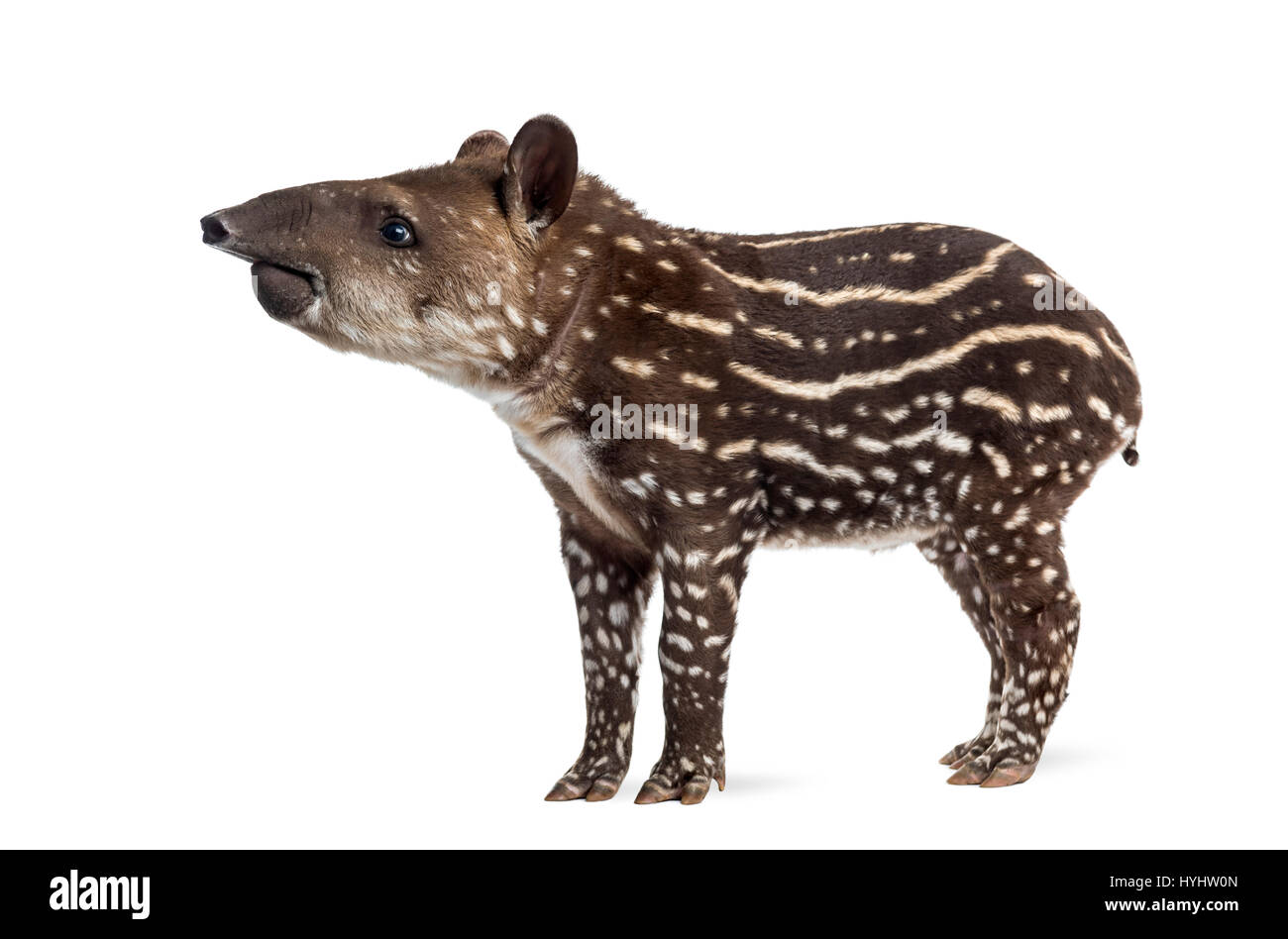 Vue latérale d'un jeune tapir d'Amérique du Sud, isolé sur blanc, 41 jours Banque D'Images