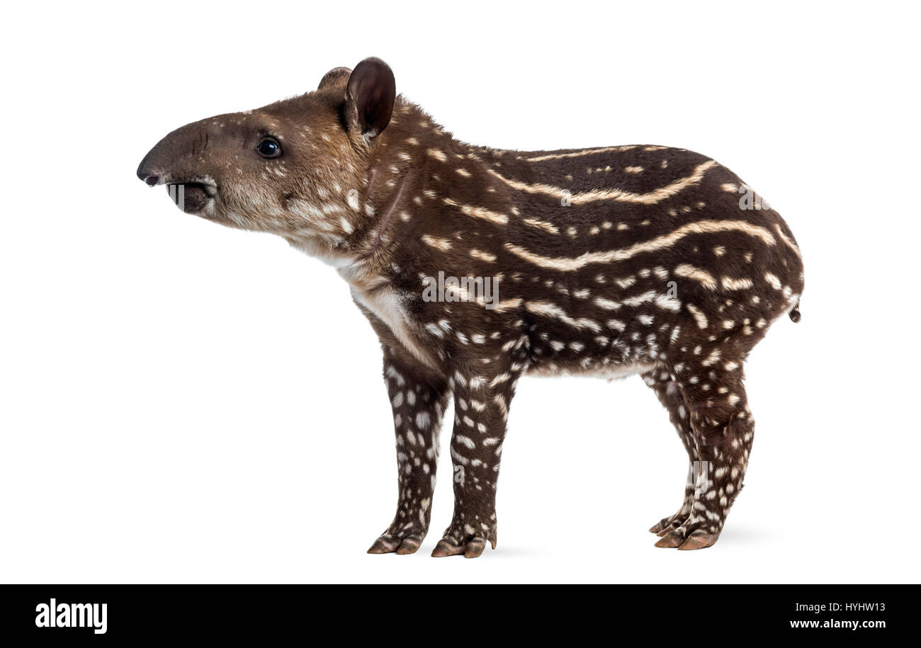Vue latérale d'un jeune tapir d'Amérique du Sud, isolé sur blanc, 41 jours Banque D'Images