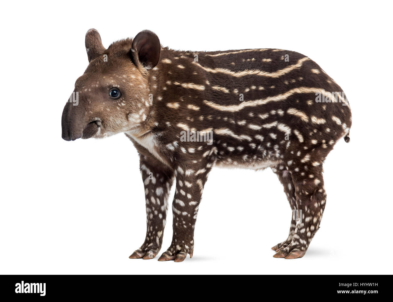 Vue latérale d'un jeune tapir d'Amérique du Sud, isolé sur blanc, 41 jours Banque D'Images