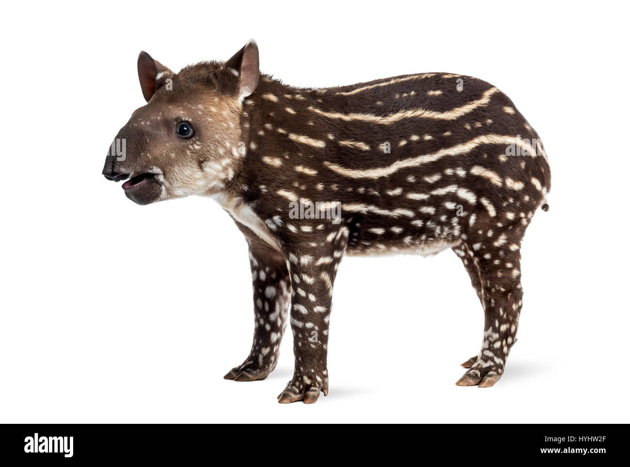 Vue latérale d'un jeune tapir d'Amérique du Sud, isolé sur blanc, 41 jours Banque D'Images