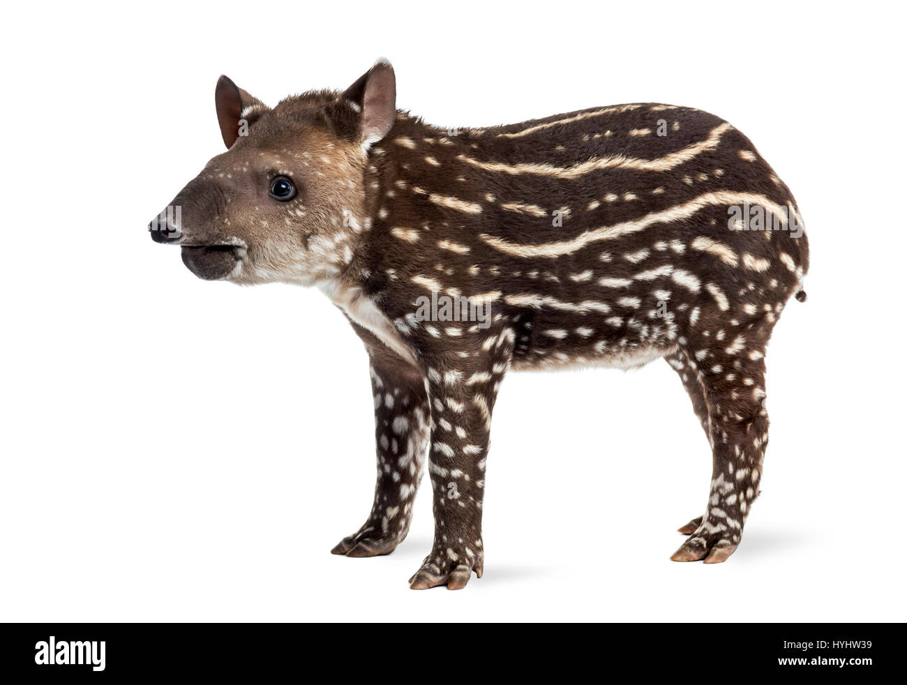 Vue latérale d'un jeune tapir d'Amérique du Sud, isolé sur blanc, 41 jours Banque D'Images
