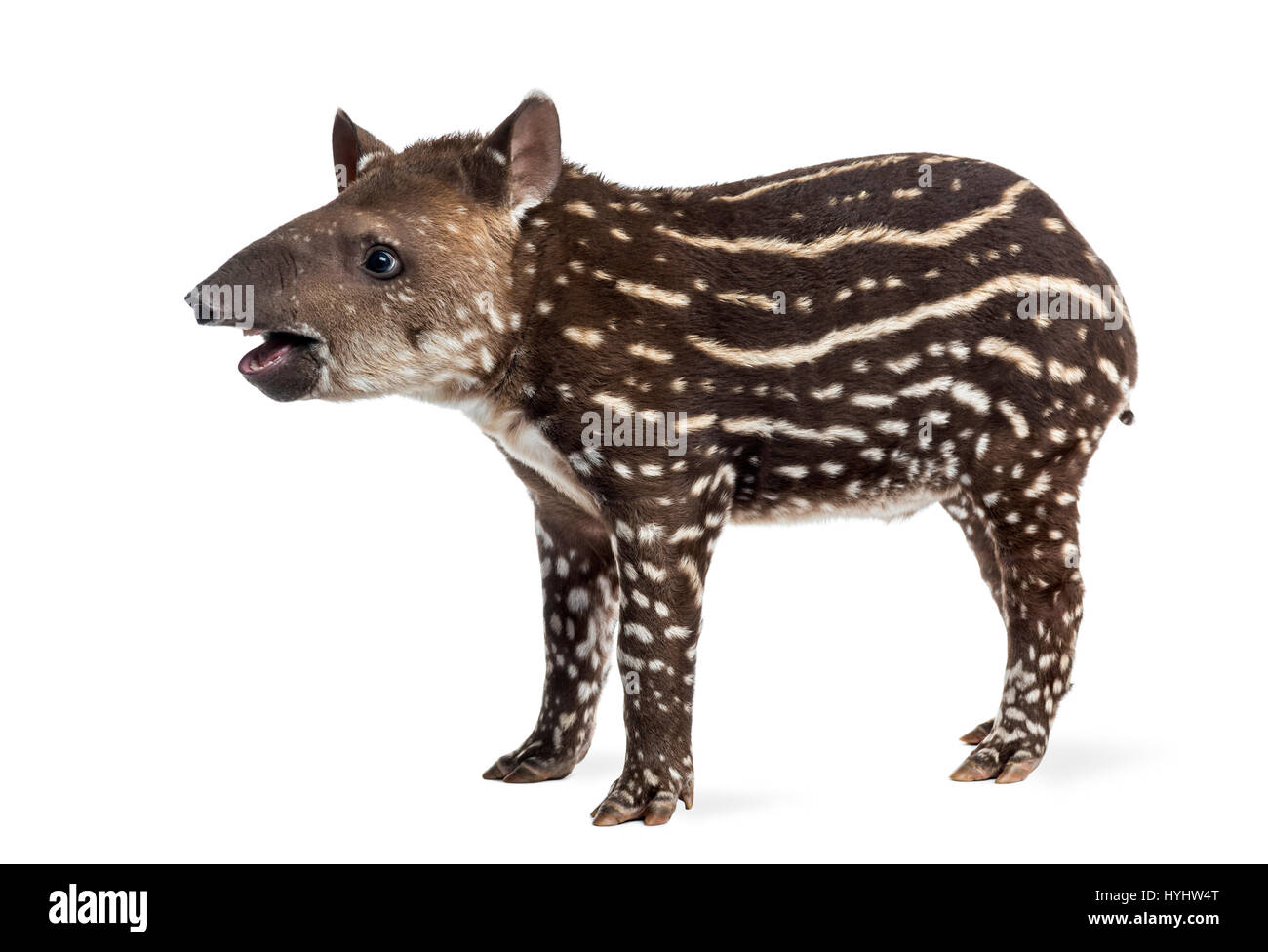 Vue latérale d'un jeune tapir d'Amérique du Sud, isolé sur blanc, 41 jours Banque D'Images