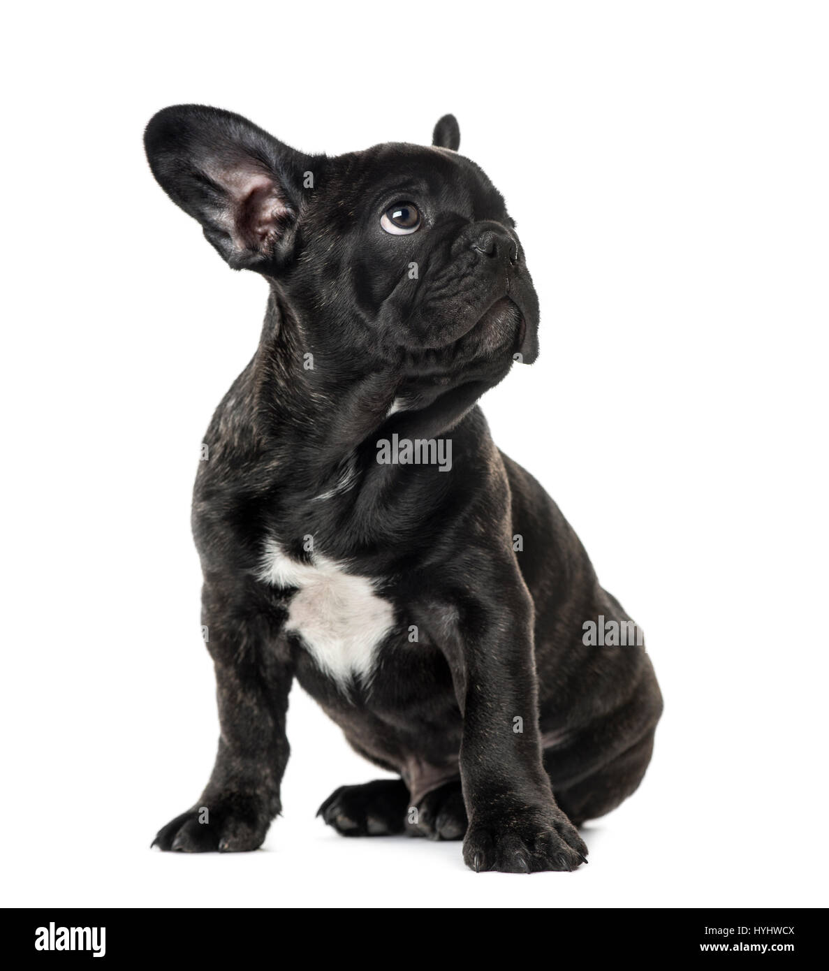 Chiot Bouledogue Francais Noir Et Assis A L Ecart Isolated On White Photo Stock Alamy