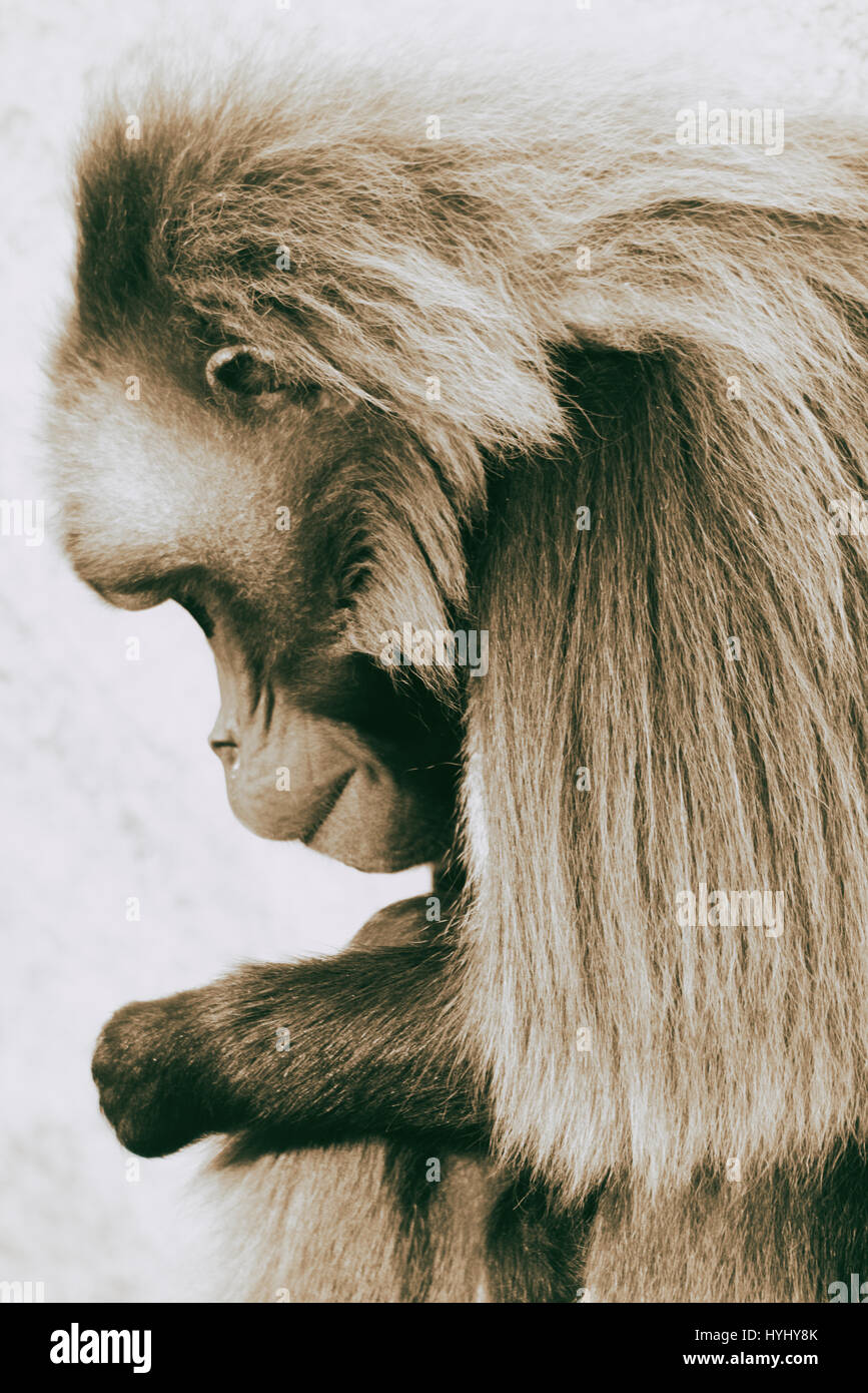 Les geladas sont des singes de taille moyenne, qui vivent dans les montagnes de l'Éthiopie seulement. Ils vivent sur terre et sont les seuls primates qui ont un style de vie graminivore (herbe-manger).|Gelada (Theropithecus gelada) Banque D'Images