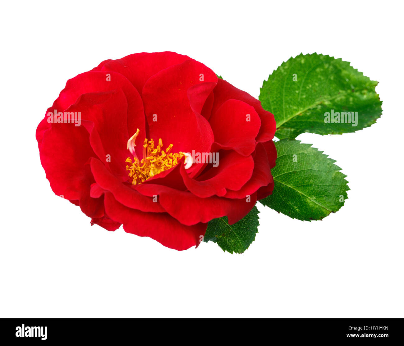 Rose rouge sur le fond blanc Banque D'Images