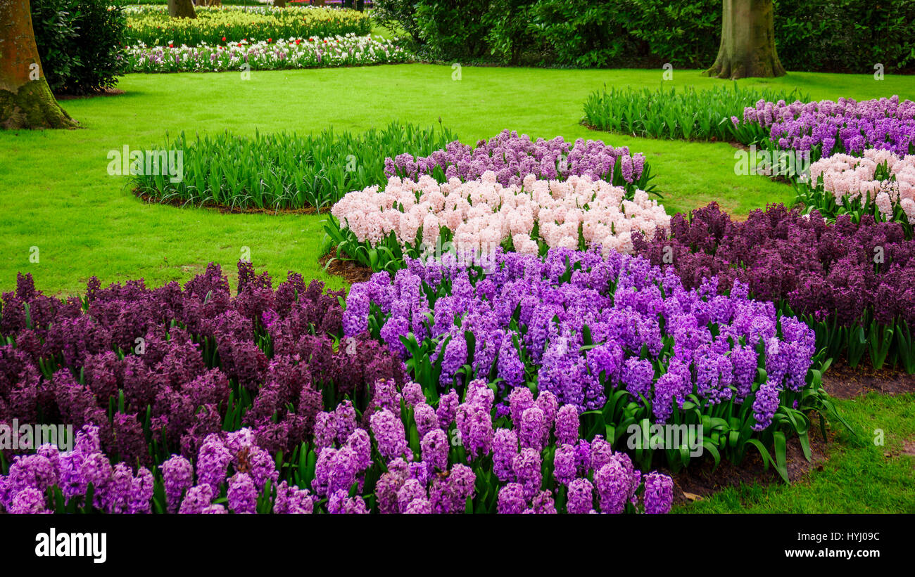 Belles jacinthes multicolores. Fleurs colorées au printemps fleur jacinthe jardin Banque D'Images
