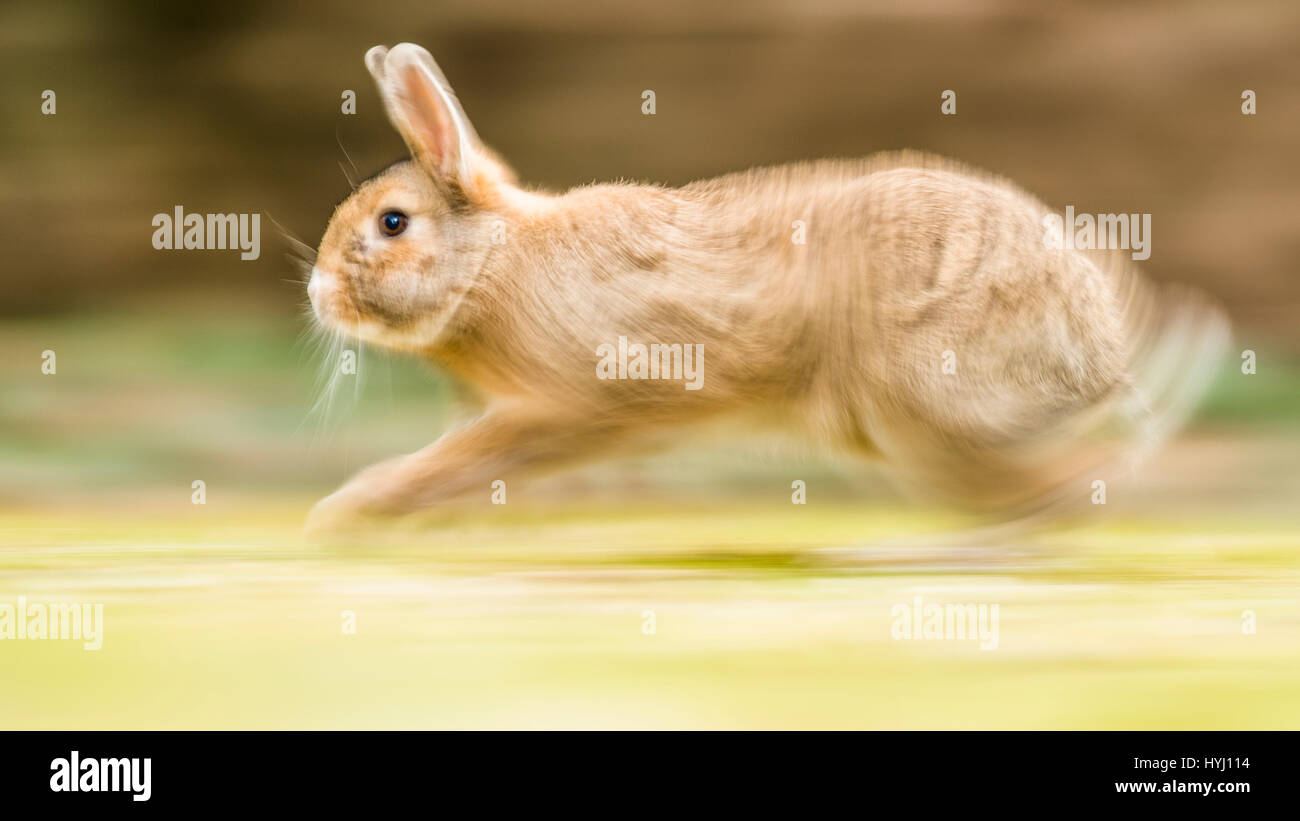 Lapins de garenne (Oryctolagus cuniculus) sprints sur un pré, croisement avec les lapins domestiques (Oryctolagus cuniculus forma domestica) Banque D'Images