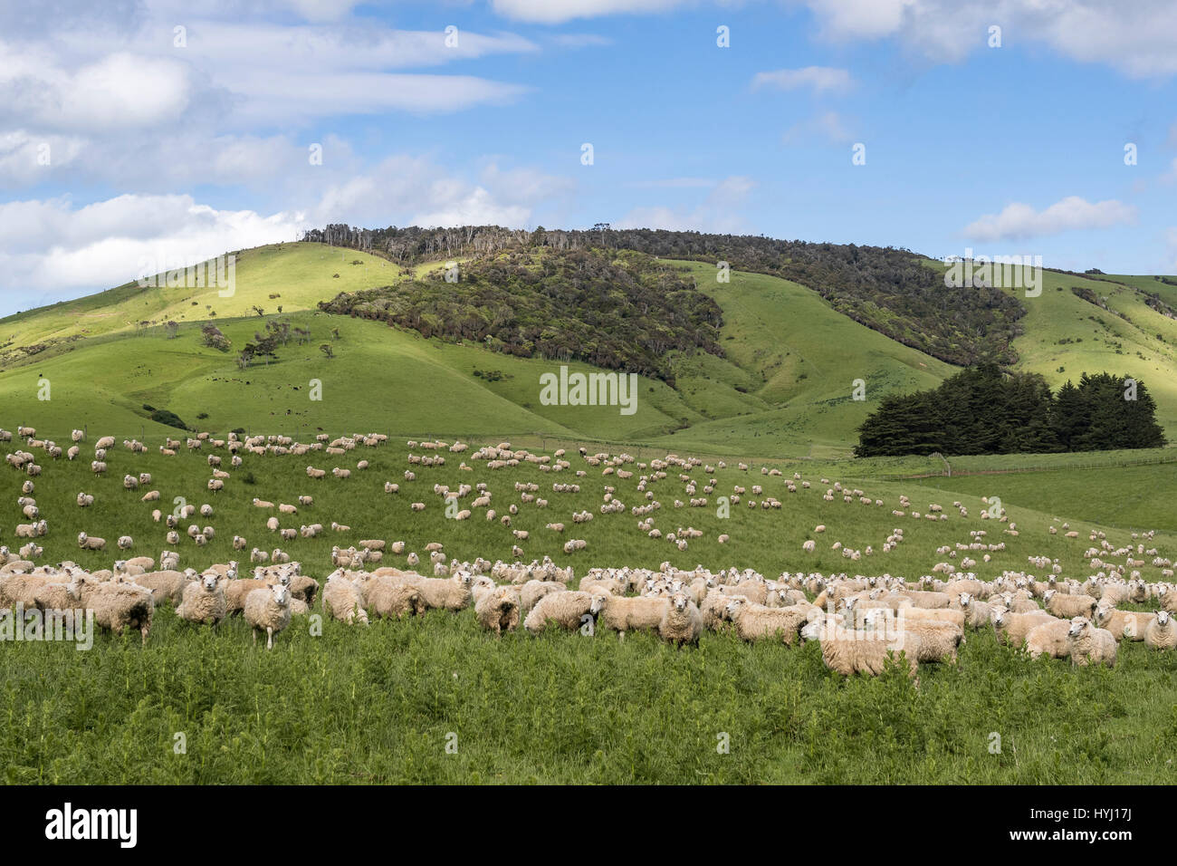 Troupeau de moutons dans les collines, les Catlins, Southland, Nouvelle-Zélande Banque D'Images