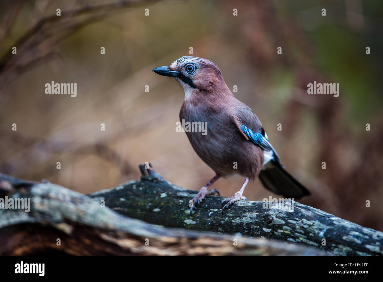 La belle, mais pas timide, Eurasian jay (Garrulus glandarius), en demi-profil avec un joli bokeh couleur au début du printemps dans l'arrière-plan. Banque D'Images