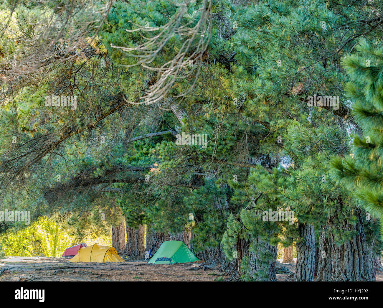 Tourist tente dans forest camp Banque D'Images