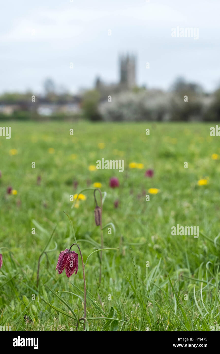 Cricklade, UK. 4ème apr 2017. Chaque année cette prairie éclate dans la fleur avec le Royaume-Uni plus forte concentration de tête du serpent fritillary Fritillaria meleagris - 80 % de la population britannique sont ici. C'est le début d'un deux ou trois semaine s'affichent lorsque les prés sont couverts avec des millions de fleurs portant des visiteurs de partout dans le monde pour voir ce spectacle. Credit : Graham Light/Alamy Live News Banque D'Images