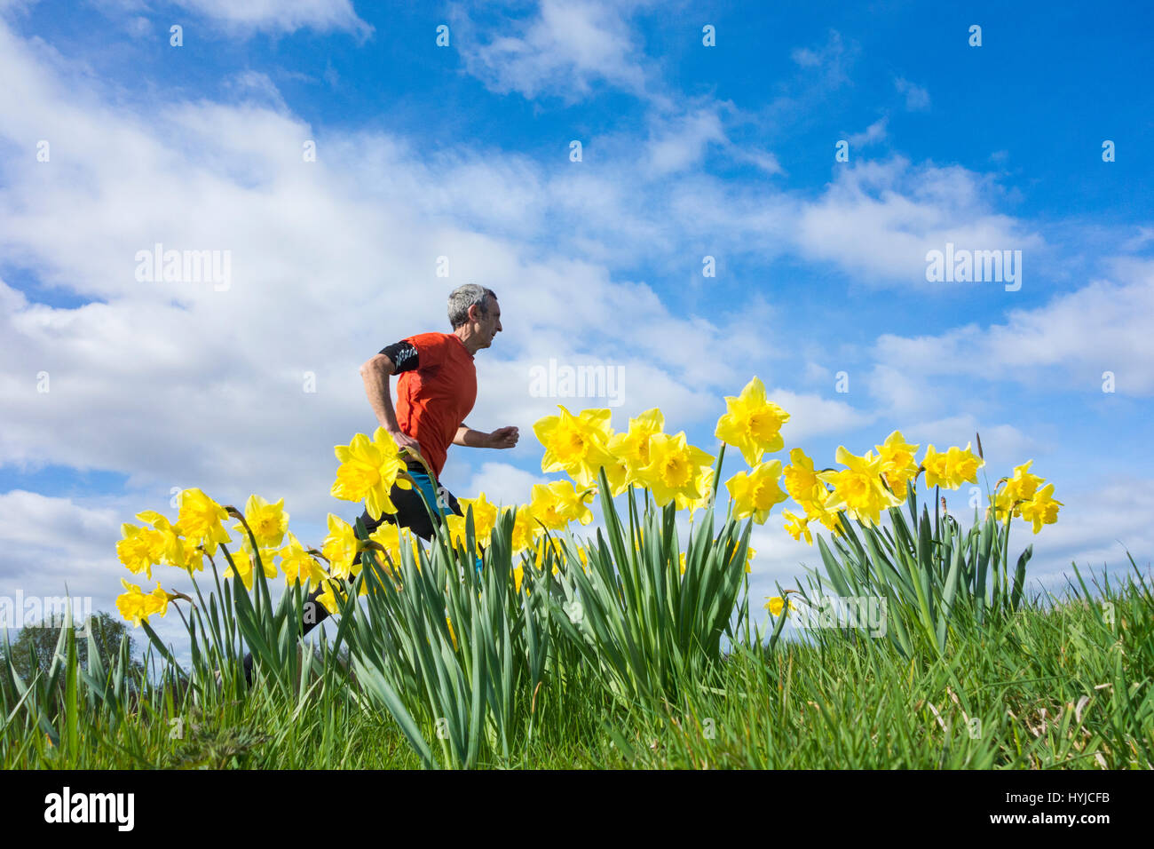 Jogger mature passé en courant les jonquilles sur le printemps de l'UK Banque D'Images