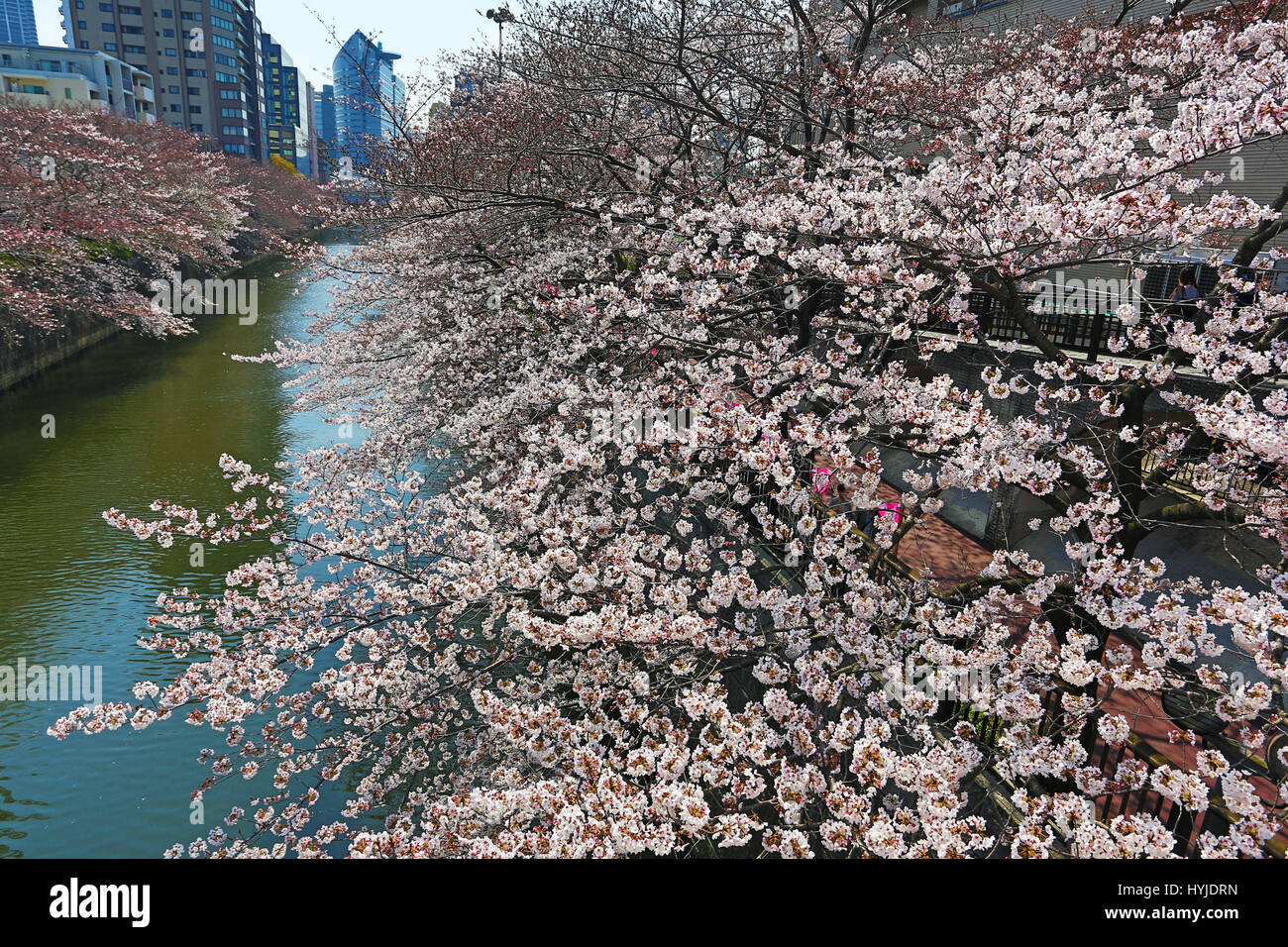 Tokyo, Japon. 5ème apr 2017. Les gens apprécient la japonais connu sous le nom de Fleur de cerisier Sakura à côté de la rivière Meguro de Tokyo au Japon Crédit : Paul Brown/Alamy Live News Banque D'Images