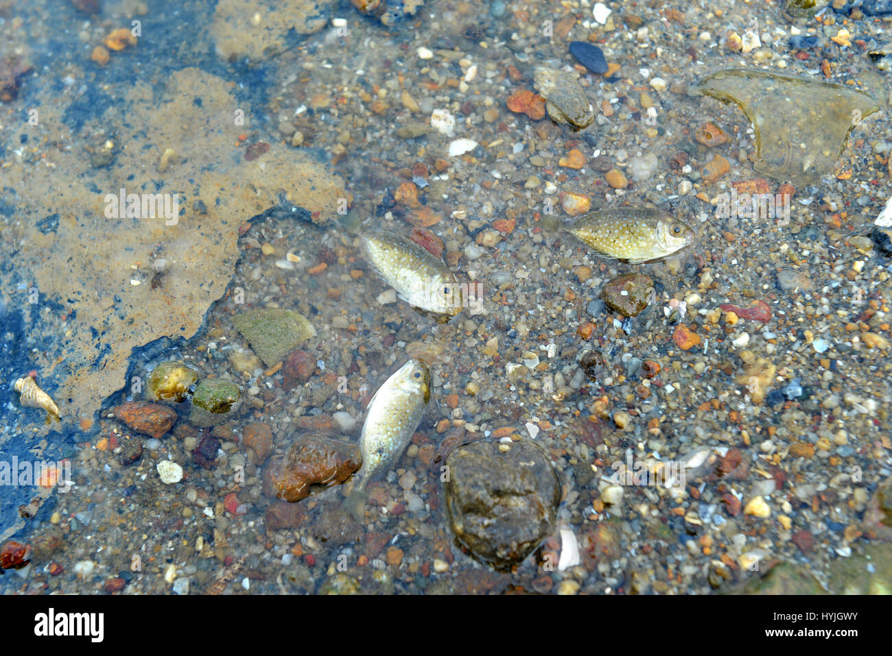 Les petits poissons meurent sur la plage sale photo en extérieure bien et un faible éclairage. Banque D'Images