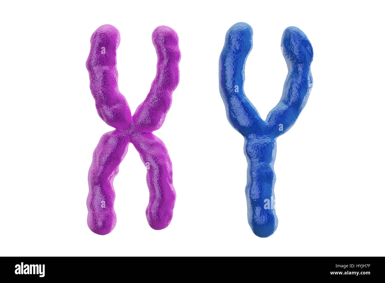 X et Y chromosomes colorés, rendu 3D isolé sur fond blanc Banque D'Images