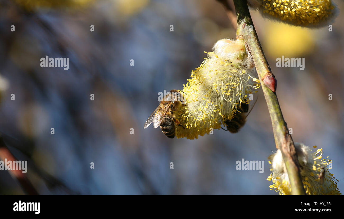 Piqûre d'abeille Banque de photographies et d’images à haute résolution