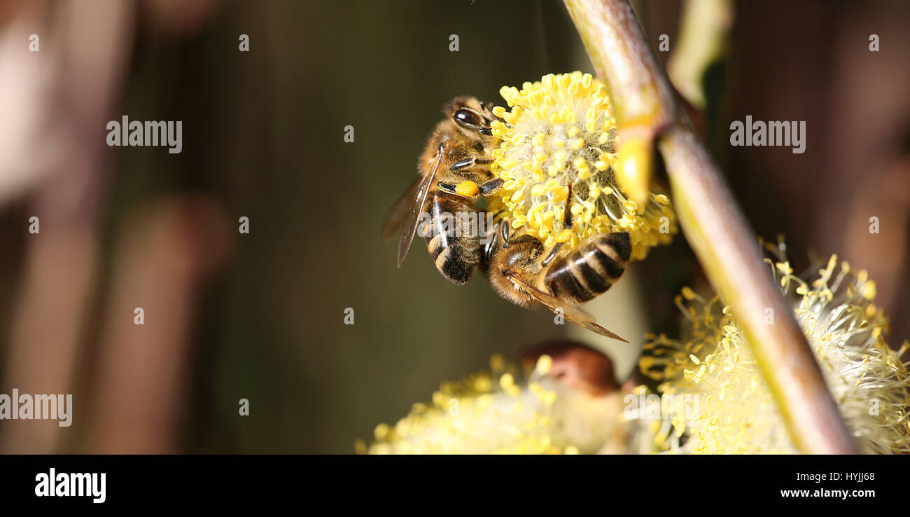 Piqûre d'abeille Banque de photographies et d’images à haute résolution