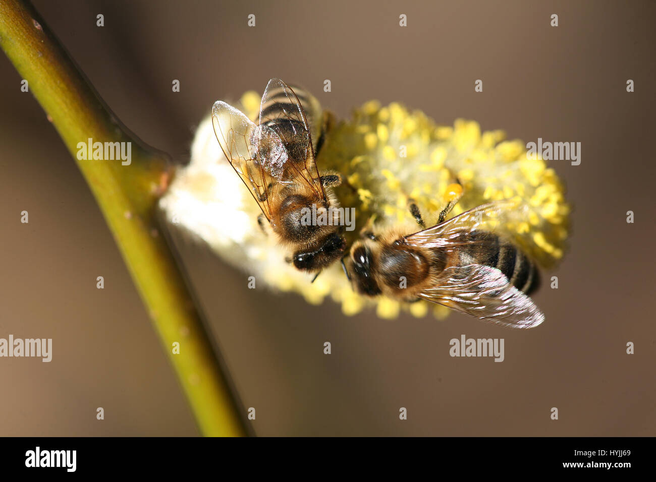 Piqûre d'abeille Banque de photographies et d’images à haute résolution