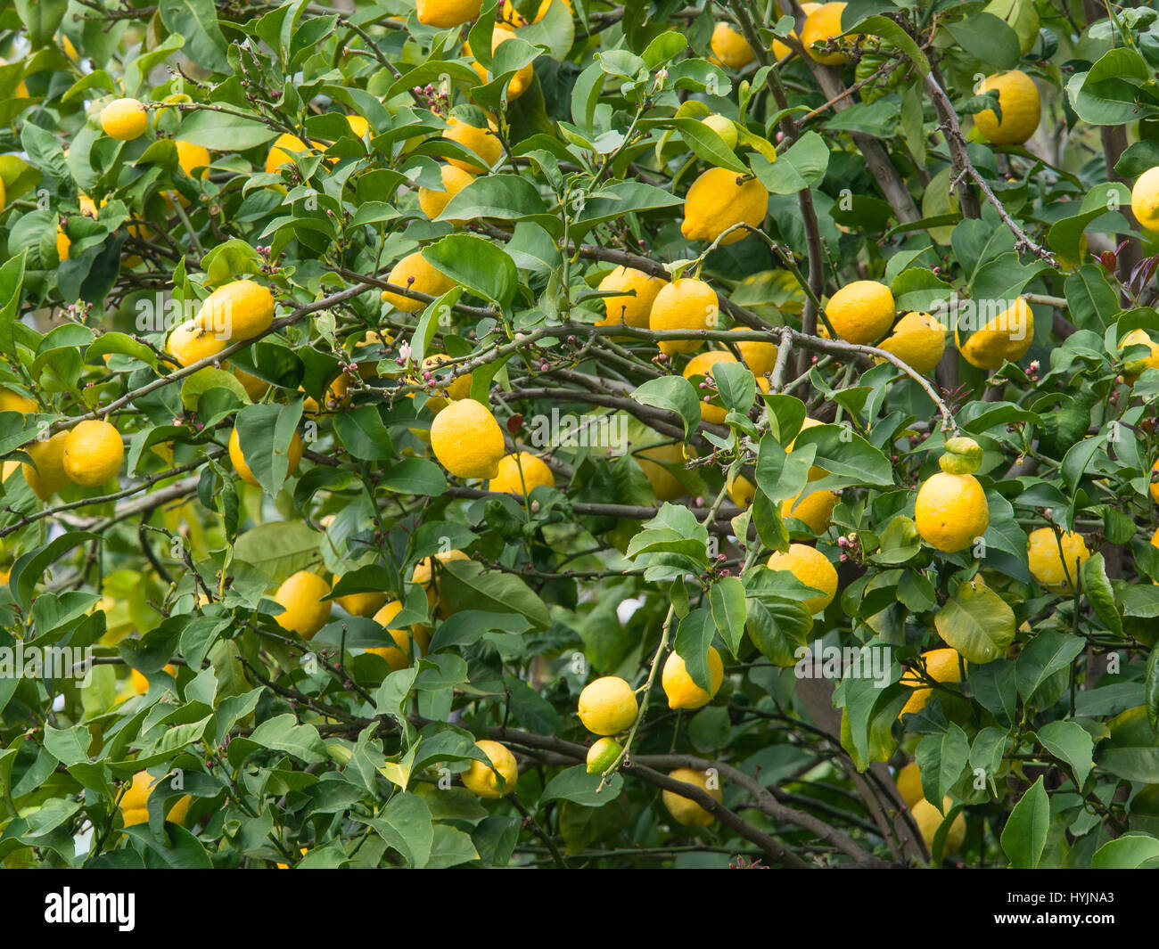 Groupe d'frutson citron jaune bio venu une branche d'arbre au printemps Banque D'Images