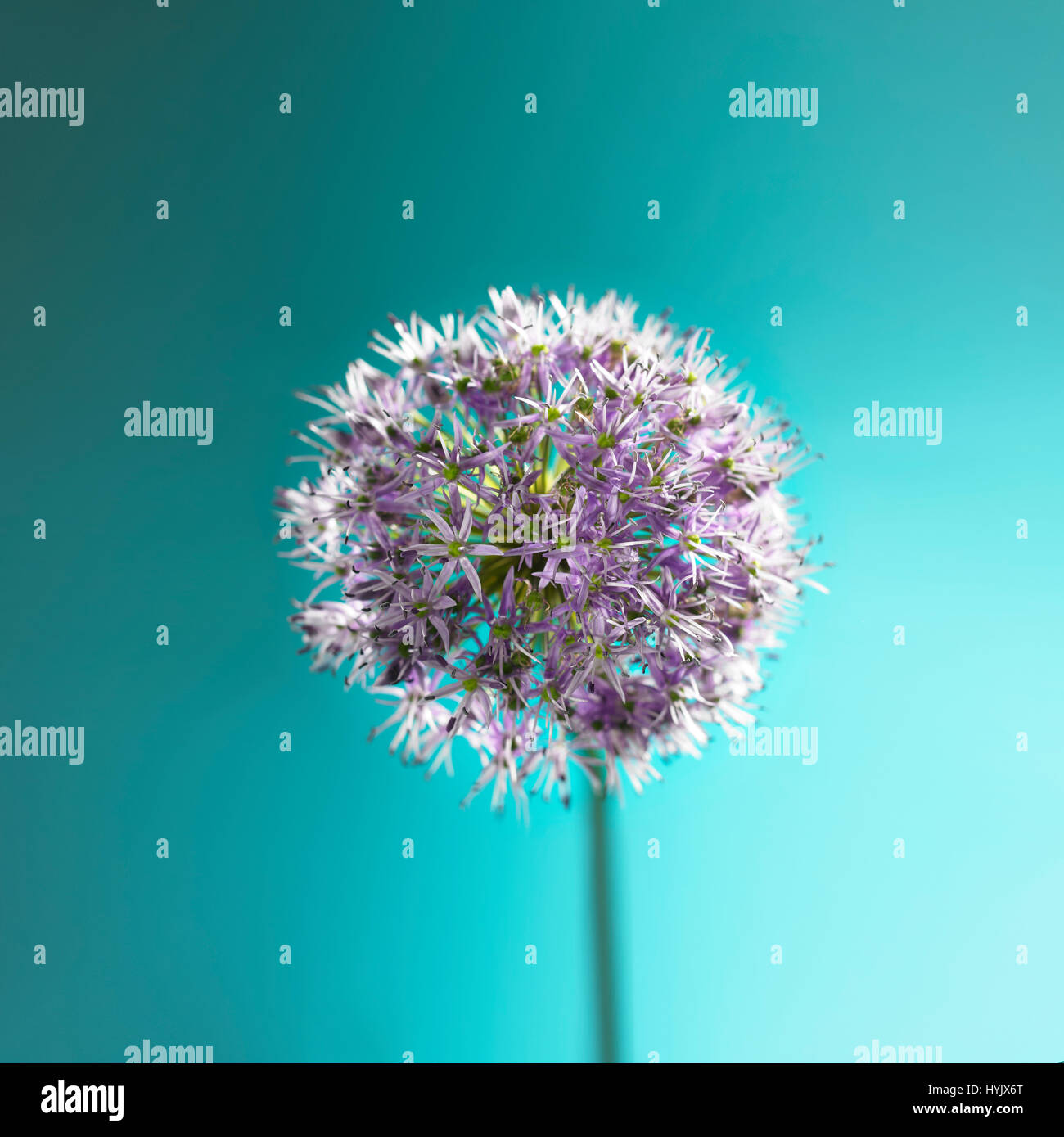 Fleur d'Allium aagainst fond Aqua Banque D'Images