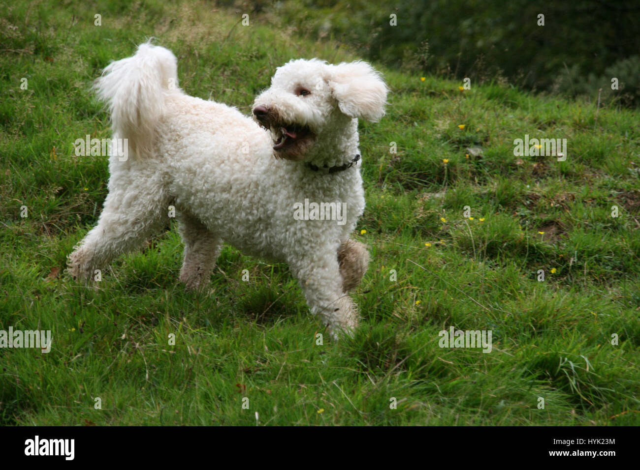 Labradoodle blanc jouant dans l'herbe. Chien heureux. Fluffy chien blanc dans un champ. Banque D'Images