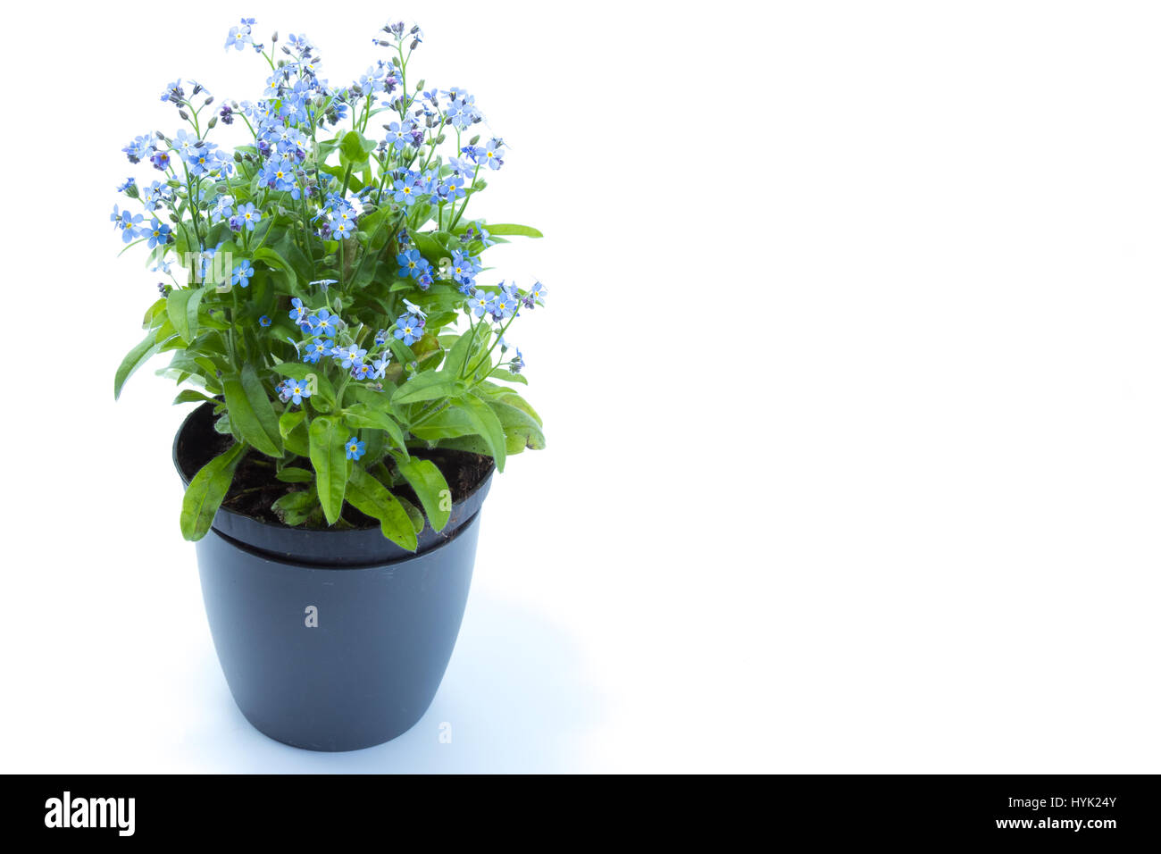 Forget me not (Myosotis scorpioides) à fleurs bleues dans un pot bleu foncé Banque D'Images
