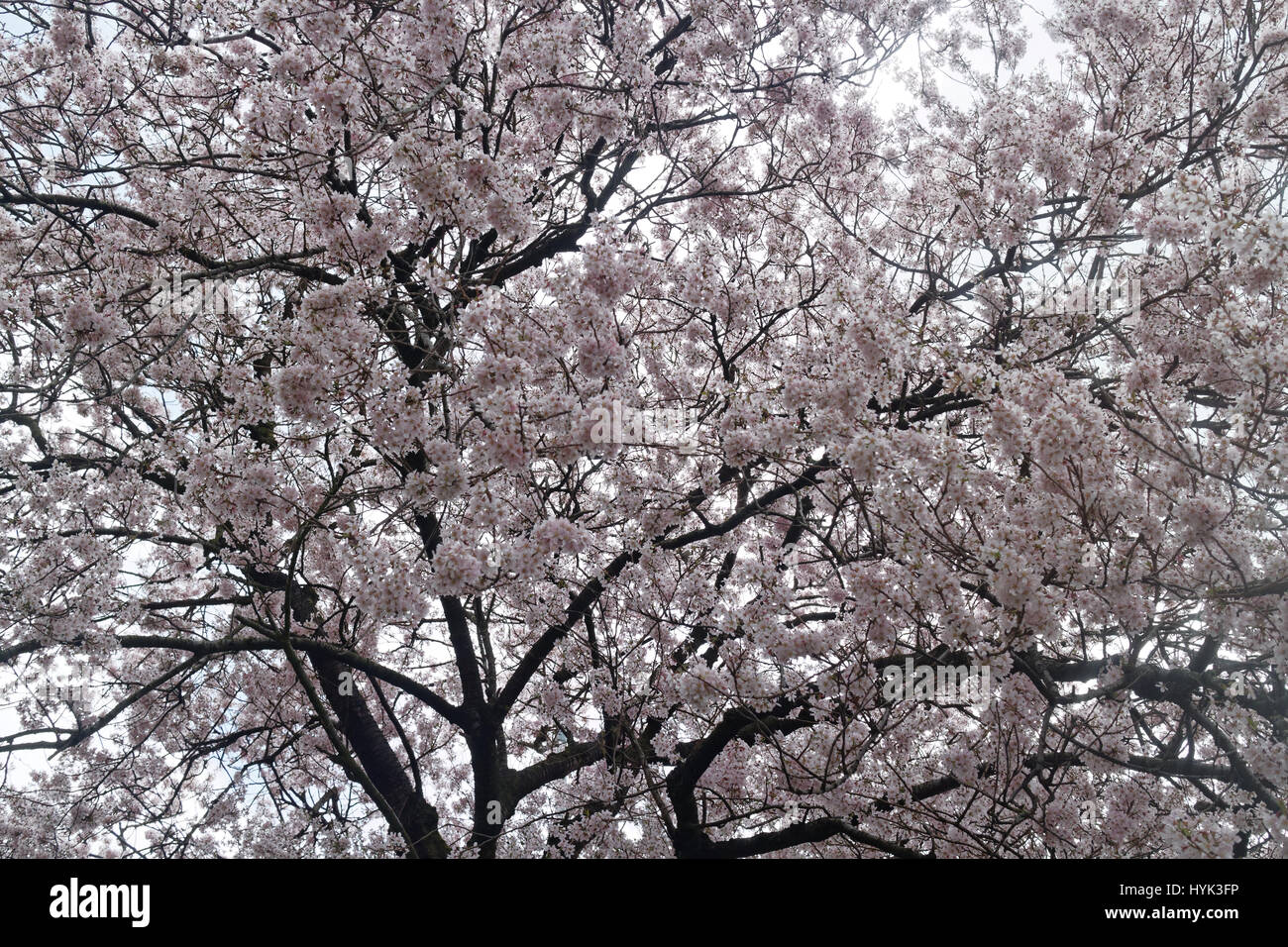 Pink cherry blossom tree close up Banque D'Images