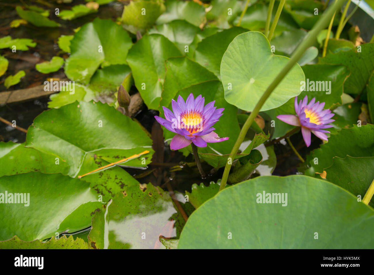 Blue Star (nénuphar) fleur de lotus bleu (Nymphaea stellata), fleur nationale du Sri Lanka, Asia Banque D'Images