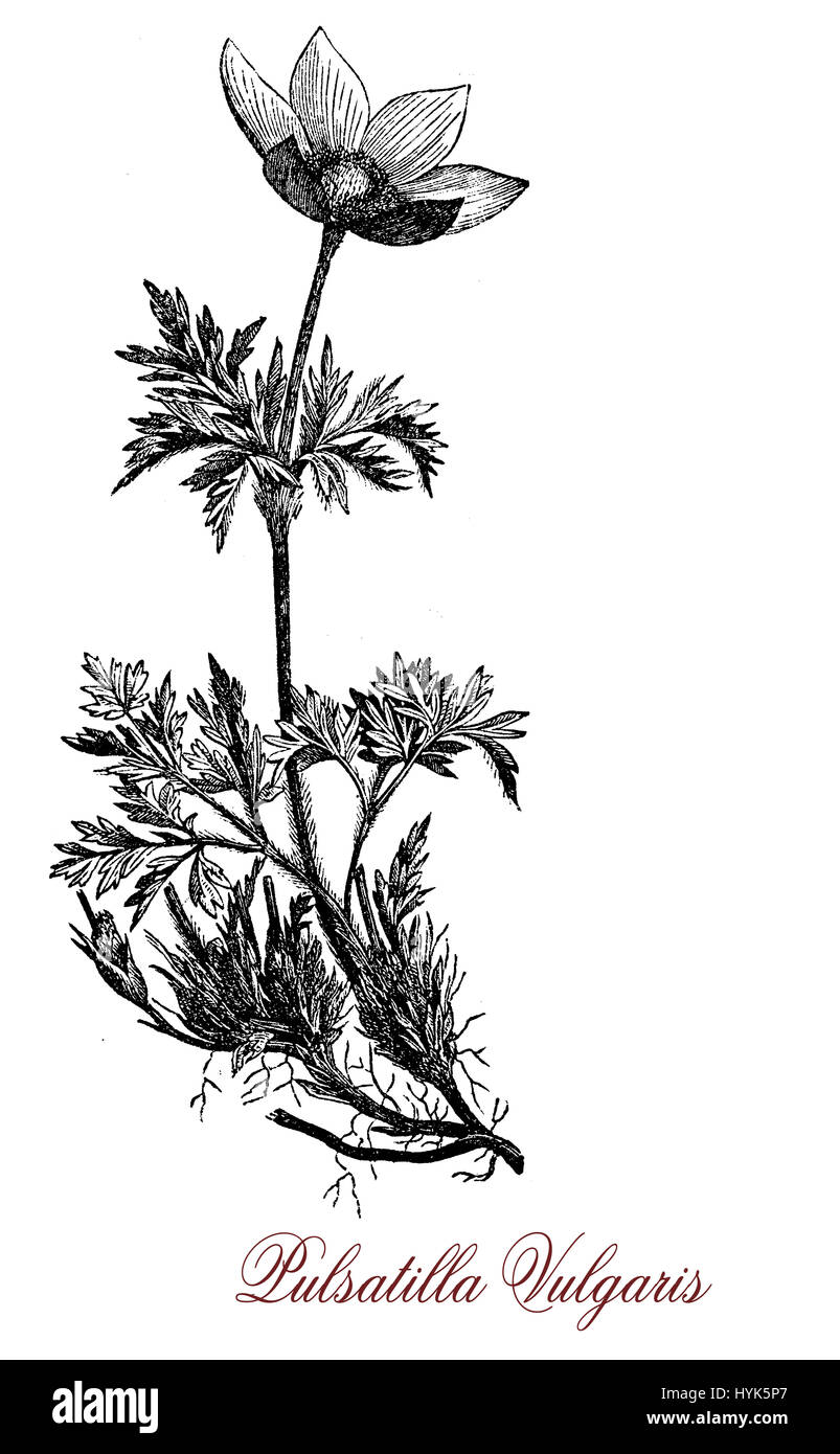 XIX siècle gravure de Pulsatilla vulgaris anémone pulsatille ou,plantes appartenant à la famille,originaire d'Europe, avec des fleurs violettes en forme de cloche Banque D'Images