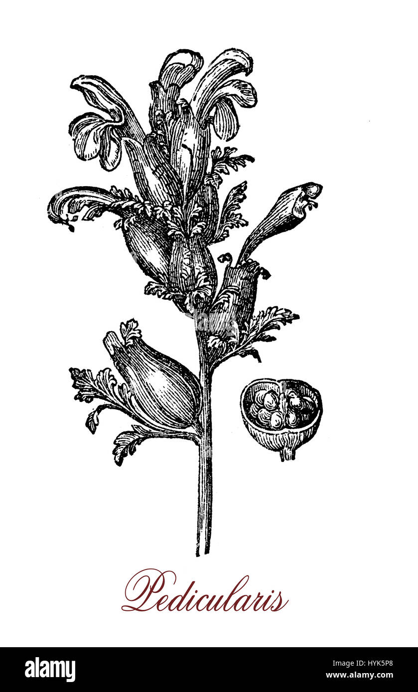 XIX siècle gravure de pedicularis vivace plante parasite, sur les racines des autres plantes à fleurs violettes, il est considéré comme utile comme des muscles et pour les maux de dos Banque D'Images
