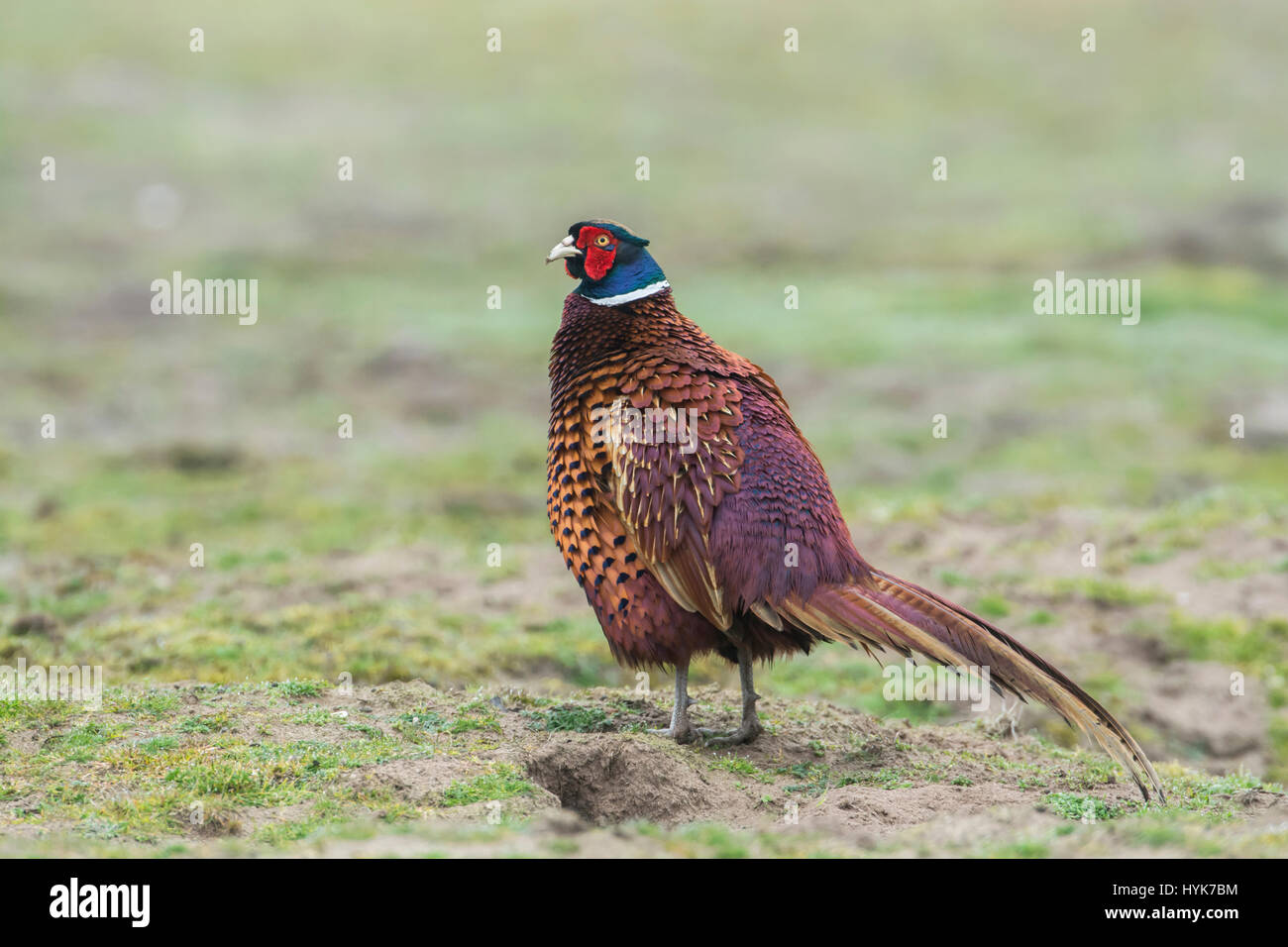 Faisan de Colchide Phasianus colchicus (mâle) en plumage nuptial complet. Banque D'Images