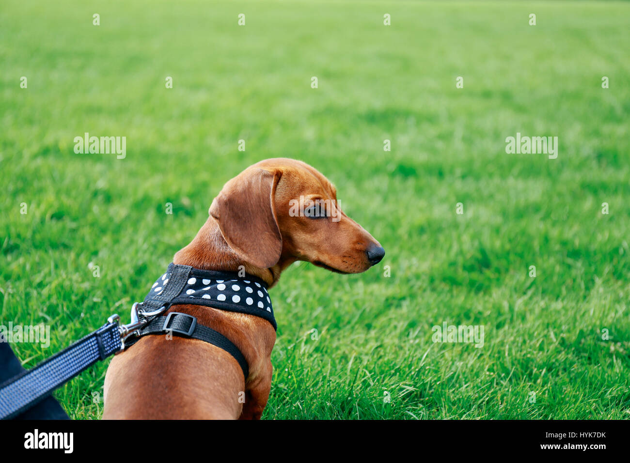 5 mois brun lisse dachshund puppy dans un harnais assis sur l'herbe dans un parc, à droite. Banque D'Images