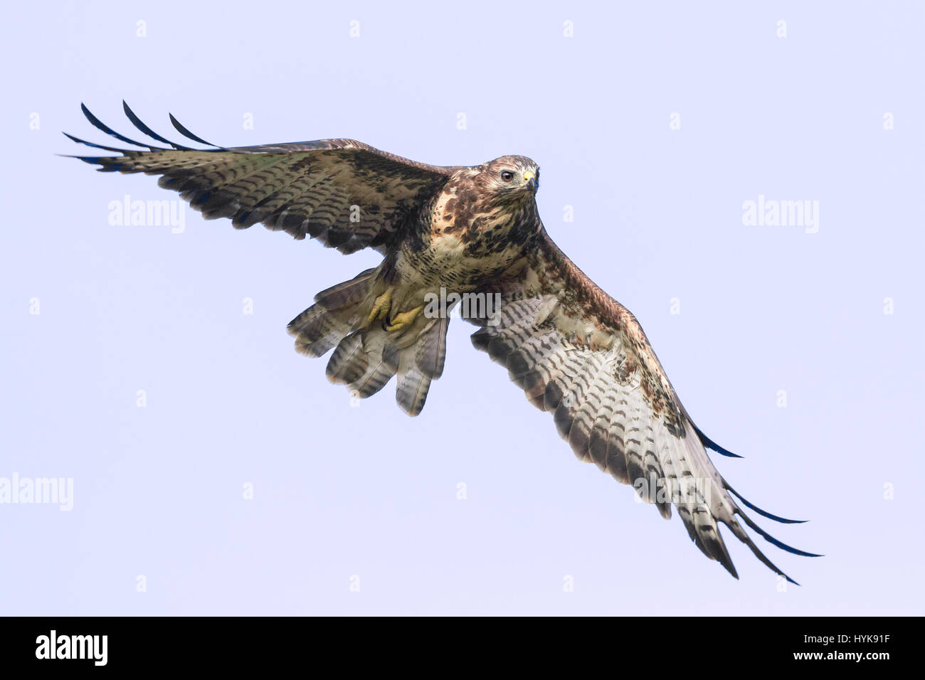 Buse variable (Buteo buteo) en vol, le Pays de Galles, Royaume-Uni Banque D'Images