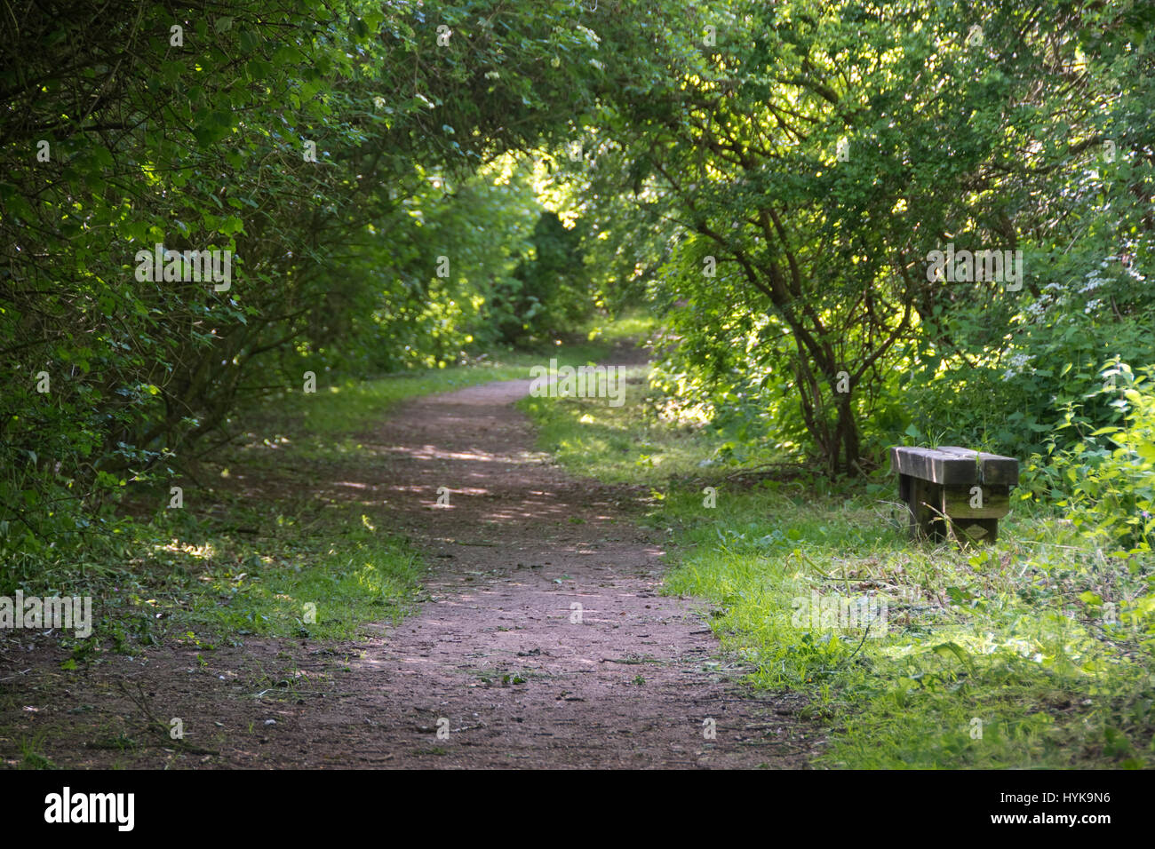 Un banc est assis à côté d'un sentier en invitant un tunnel d'arbre vert feuilles, Carr Vale Nature Reserve, Bolsover, Derbyshire, Royaume-Uni Banque D'Images