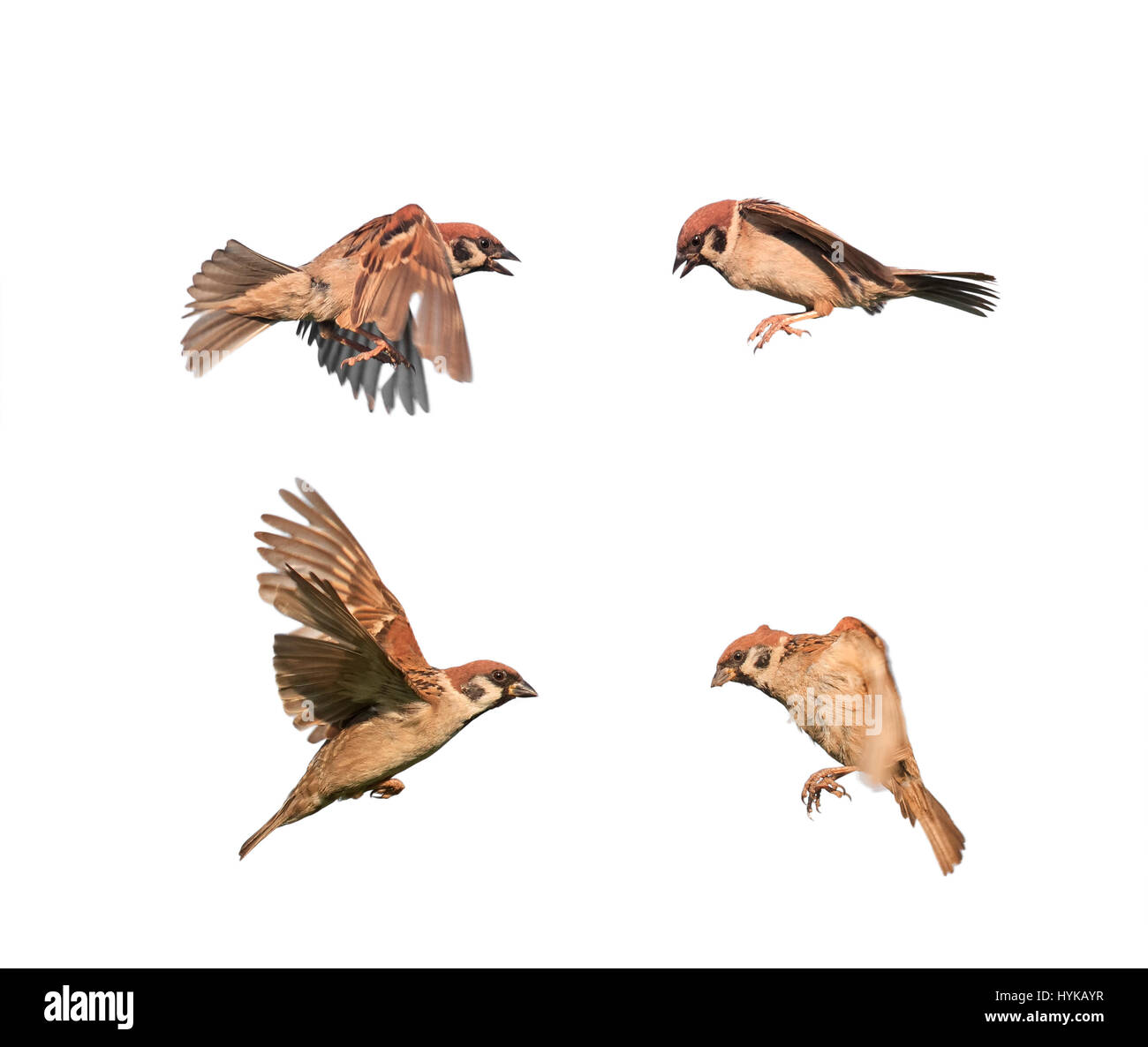 Oiseaux Passereaux en vol isolé sur un fond blanc dans diverses poses Banque D'Images