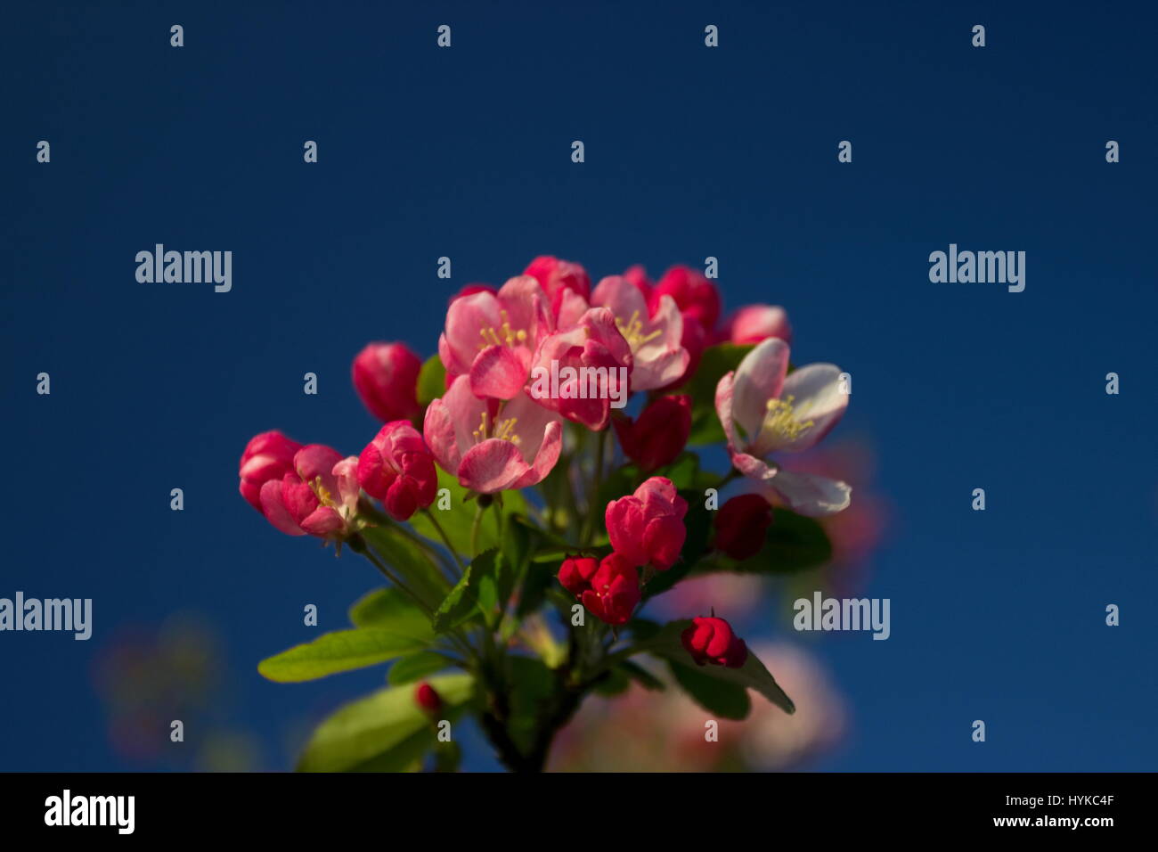 Malus floribunda Japenese pommier au printemps Banque D'Images