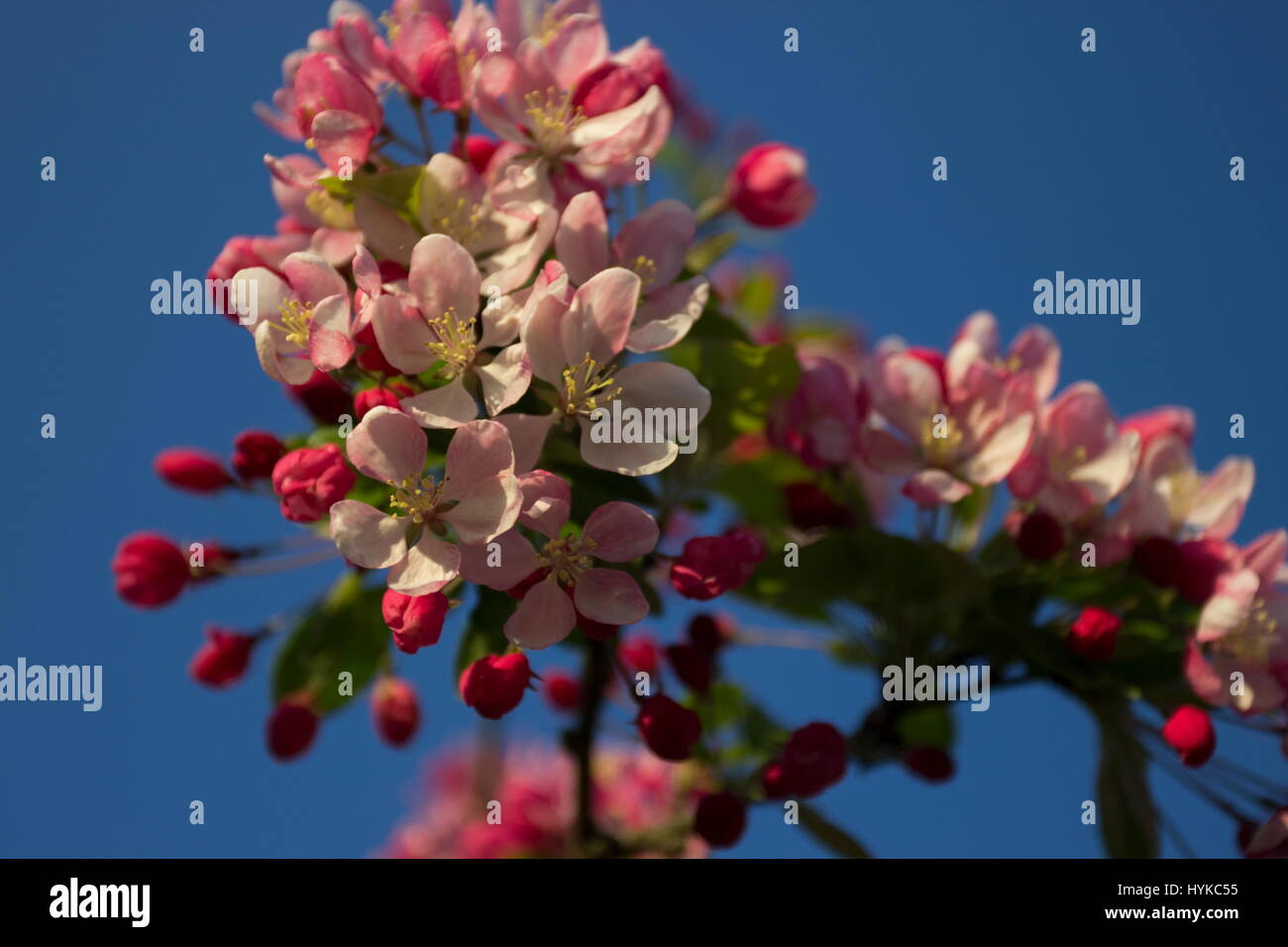 Malus floribunda Japenese pommier au printemps Banque D'Images