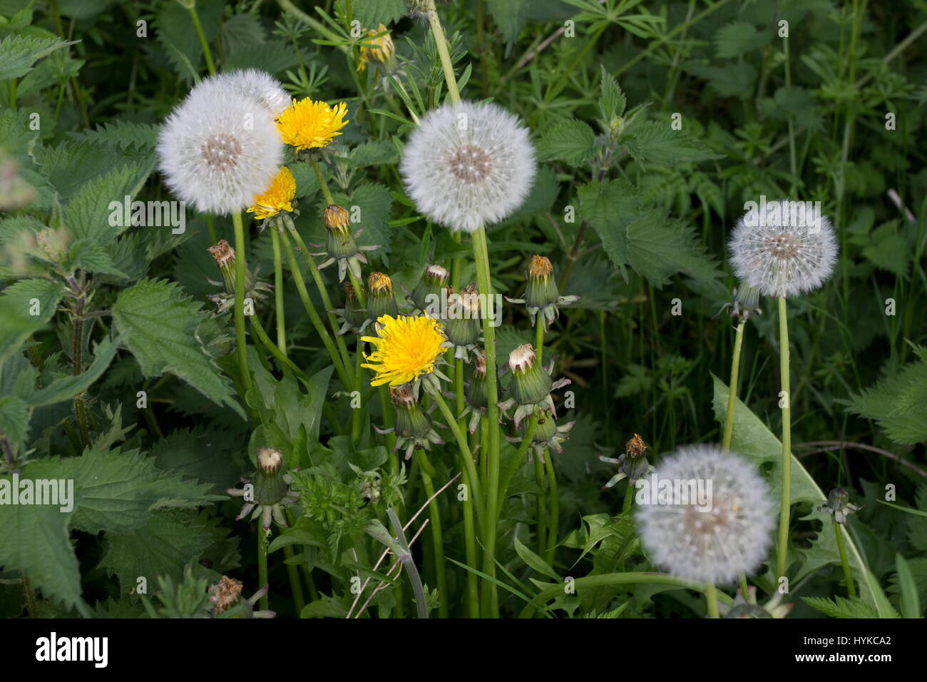 Taraxucum officinale pissenlit sauvage Banque D'Images