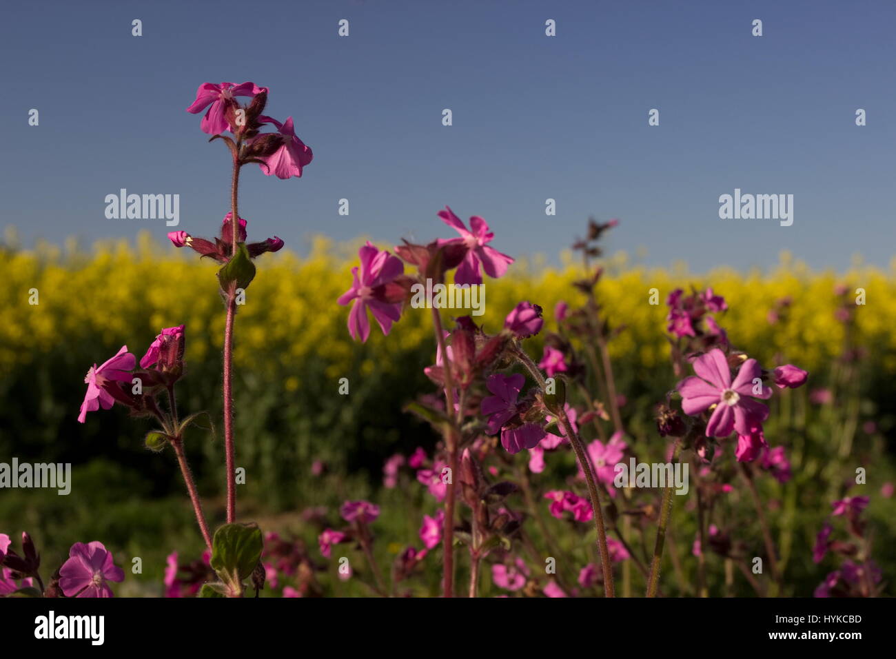 Seline dioica Rose Campion et champ de colza Banque D'Images