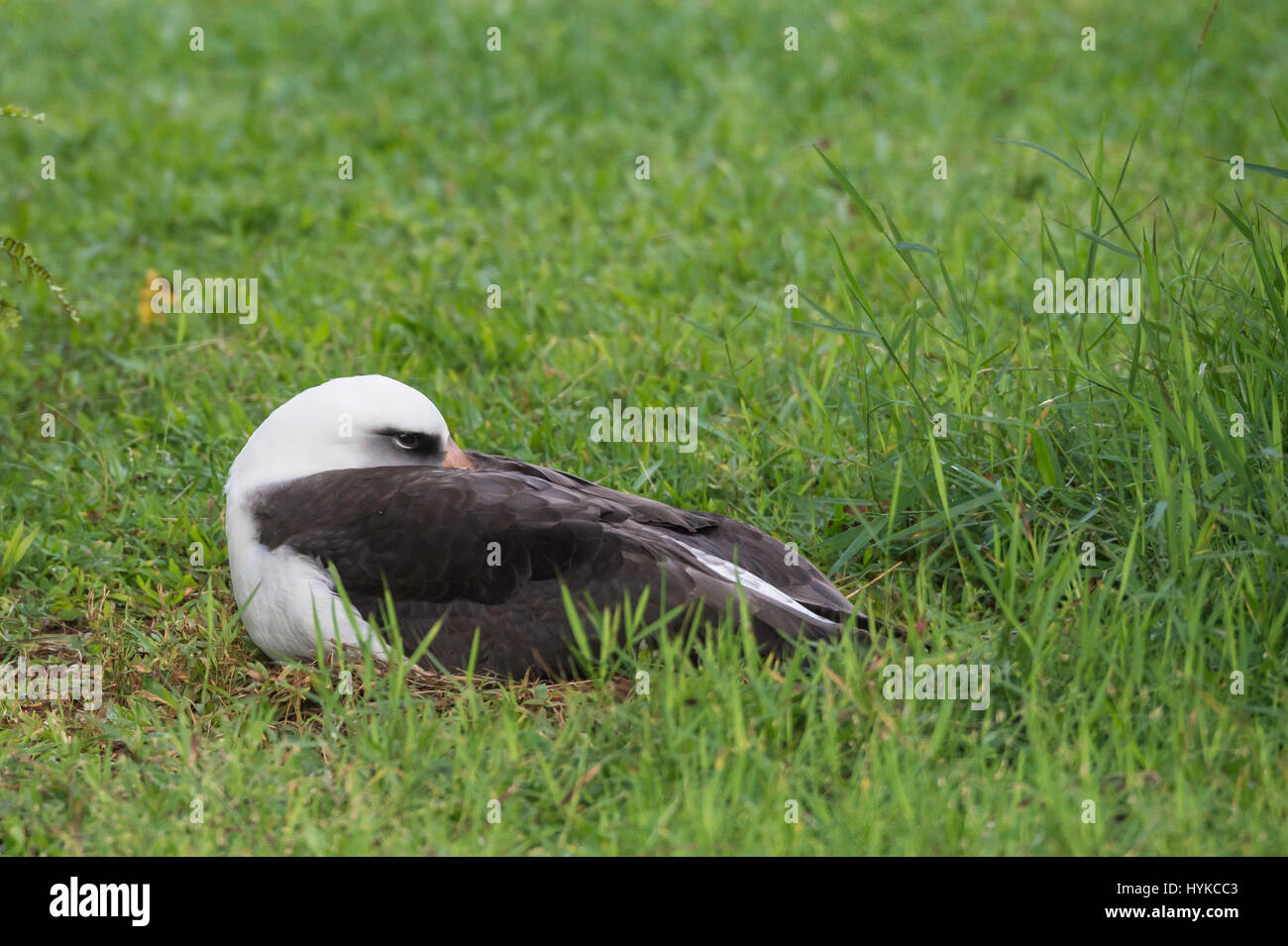 Albatros de Laysan (Phoebastria immutabilis,, sur un nid dans un jardin dans Princevilla, Kauai, Hawaii, USA Banque D'Images