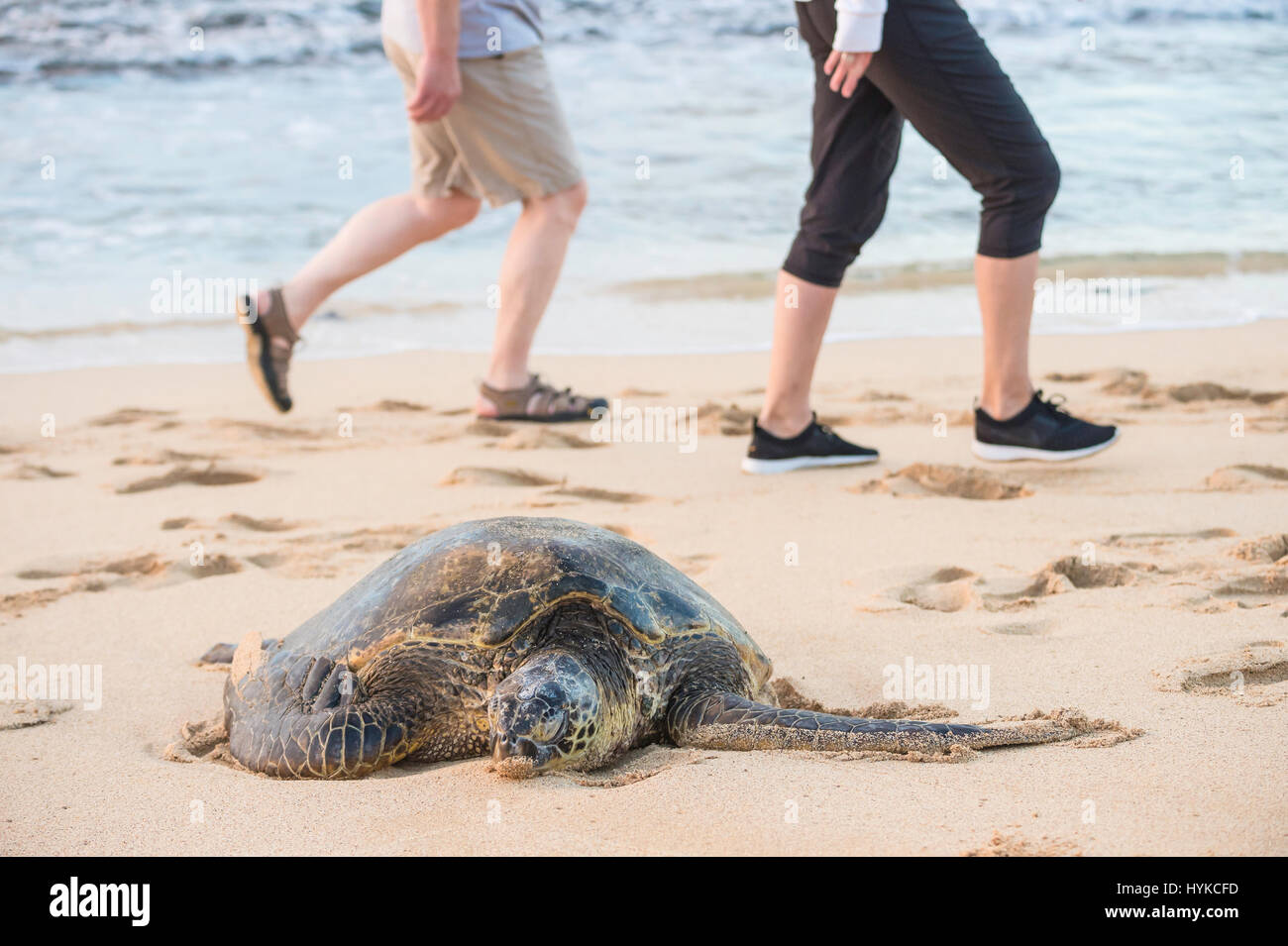 Les touristes à pied a adopté une tortue verte, Chelonia mydas, Poipu Beach Park, Kauai, Hawaii, USA Banque D'Images