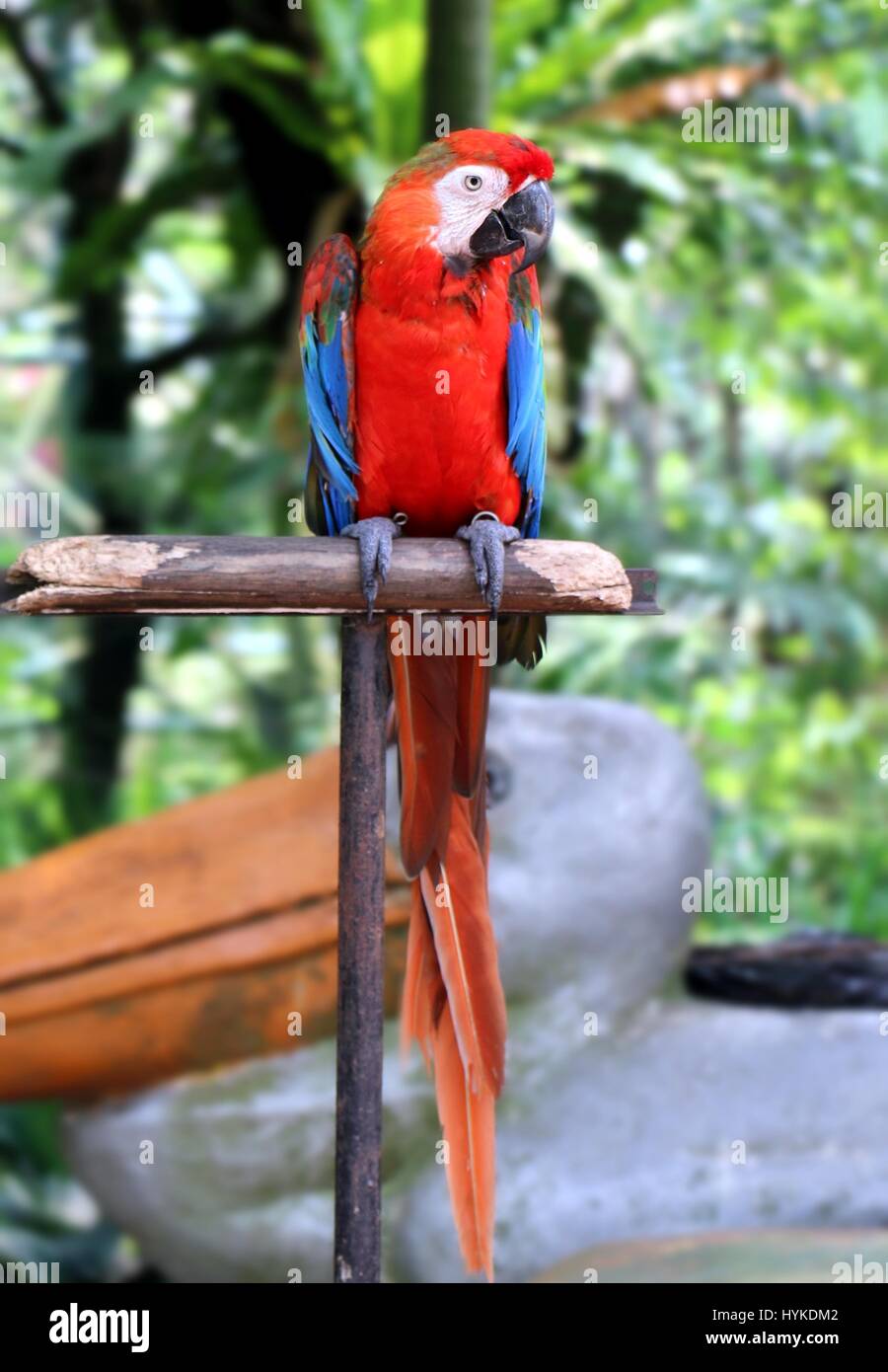 Red Parrot debout sur poteau en bois Banque D'Images