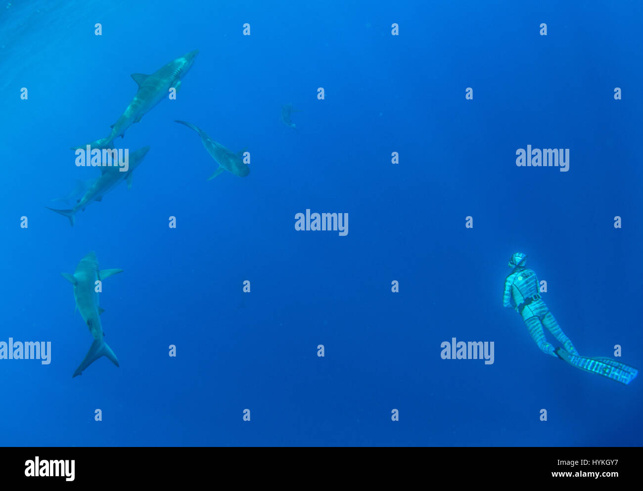 Biologiste marin, Riley Elliott test de la fonction avec un banc et requins galapago. Les scientifiques ont dévoilé une nouvelle combinaison qui agit comme une INVISIBILTY couverture aux poissons qui permet aux humains d'interagir avec certains des plus redoutables de la nature. seabeasts Les images montrent un plongeur, le port de la combinaison isothermique, natation Stealth SESC potentiellement mortelle avec les requins tigre, raies venimeuses, et les écoles de las normalement le poisson. D'autres images montrent à quel point les scientifiques avides de recherche et les touristes à la recherche de sensations fortes peuvent étudier et d'interagir avec d'énormes tortues et les homards. Vice-président du développement de produits à Banque D'Images