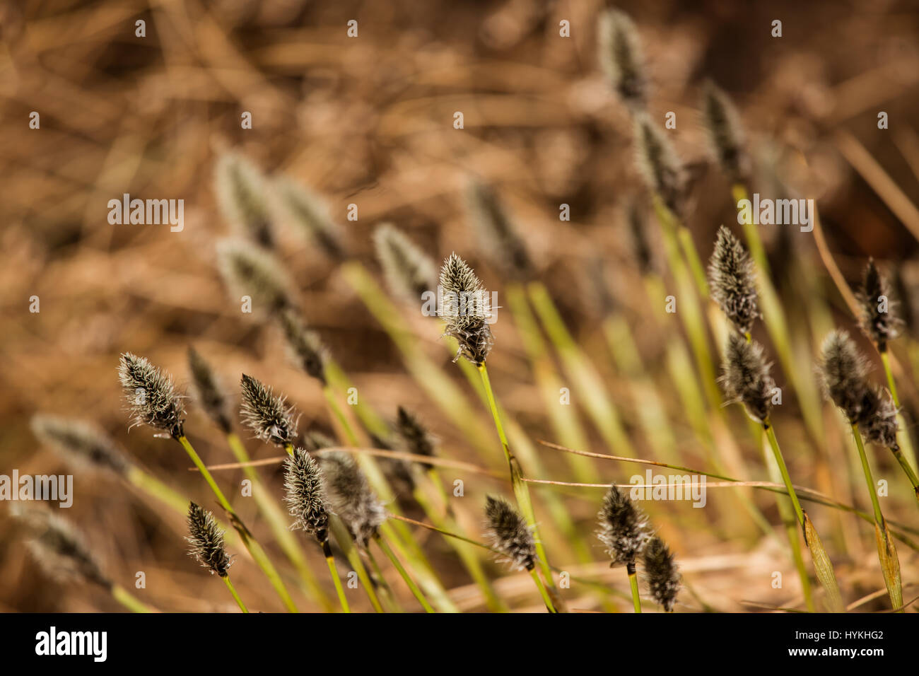 Belle queue-du lièvre de linaigrettes dans un habitat naturel au début du printemps. Banque D'Images