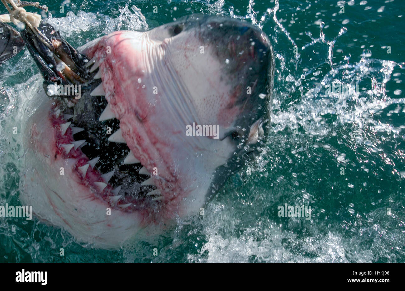 De Superbes Images Ont Capture Ce Qui Pourrait Etre Le Plus Grand Requin Blanc Dans Le Monde L Immense Predateur Vient Face A Face Avec Deux Plongeurs Dans Une Cage Qu Il Met A