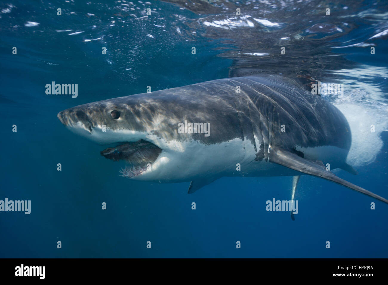 De superbes images ont capturé ce qui pourrait être le plus grand requin  blanc dans le monde. L'immense prédateur vient face à face avec deux  plongeurs dans une cage qu'il met à