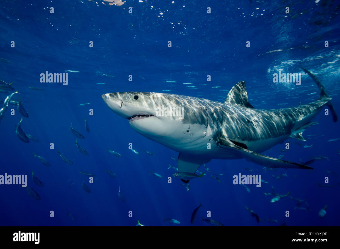 De superbes images ont capturé ce qui pourrait être le plus grand requin  blanc dans le monde. L'immense prédateur vient face à face avec deux  plongeurs dans une cage qu'il met à