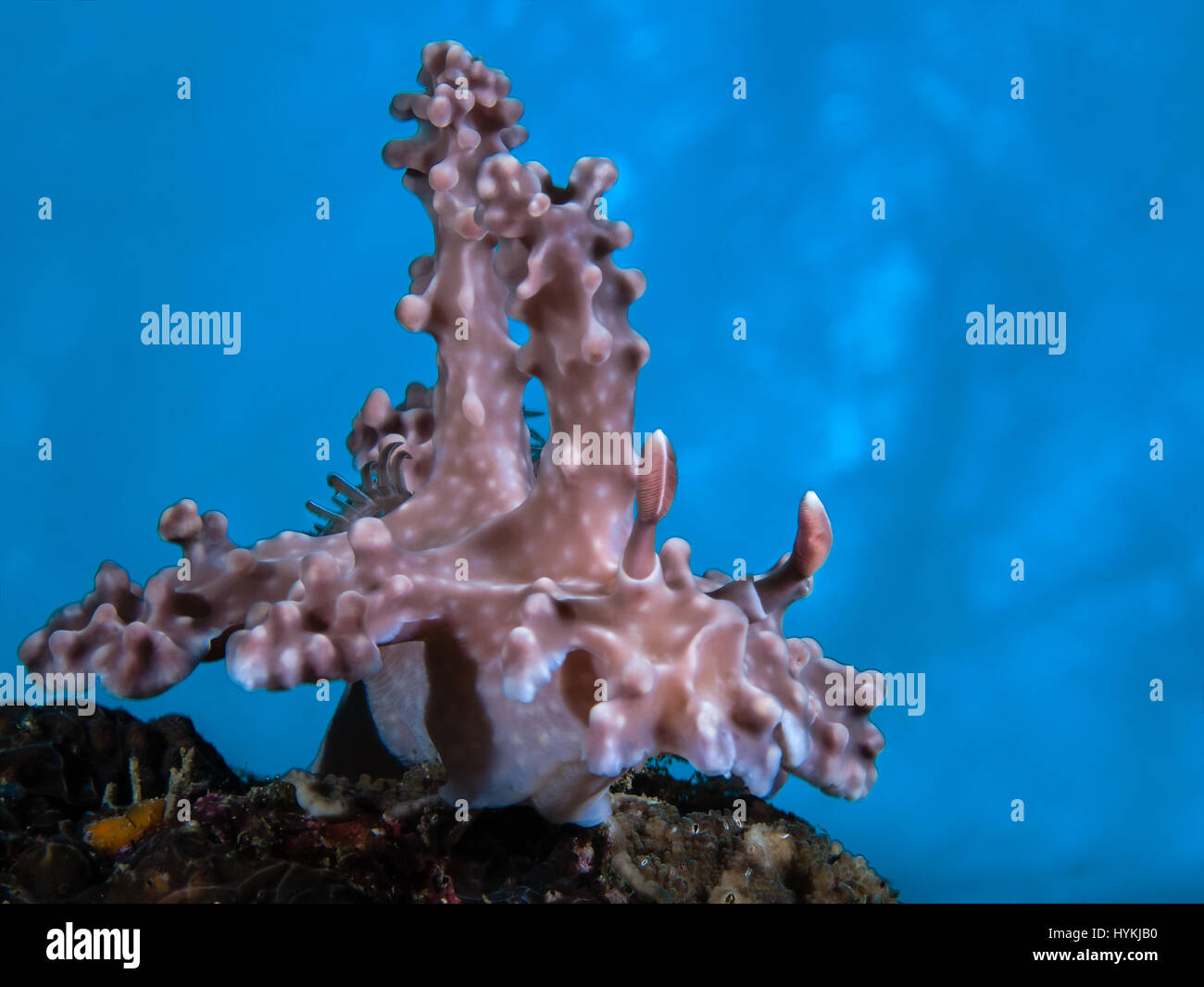 Océan Pacifique, Asie : Allen's ceratosoma. Ces minuscules créatures océaniques sont un spectacle à voir comme ils affichent leurs couleurs kaléidoscopiques dans toute leur splendeur. Cette explosion sensorielle sous-marine a été habilement capturés sur caméra par le caissier de la Banque dans ses temps libres. Les images montrent un vert blanc et bleu Crevette Mantis garde ses oeufs, un hippocampe pygmée enceintes, un nudibranche orange également connu sous le nom de Pikachu Nudi après les personnages de dessins animés japonais, ainsi que Chamberlain Nembrotha, ressemblant à un taureau sur le point d'arrêt de charge un morceau de corail. Photographe amateur Lynn Wu (34), a été en mesure de prendre ces photo Banque D'Images